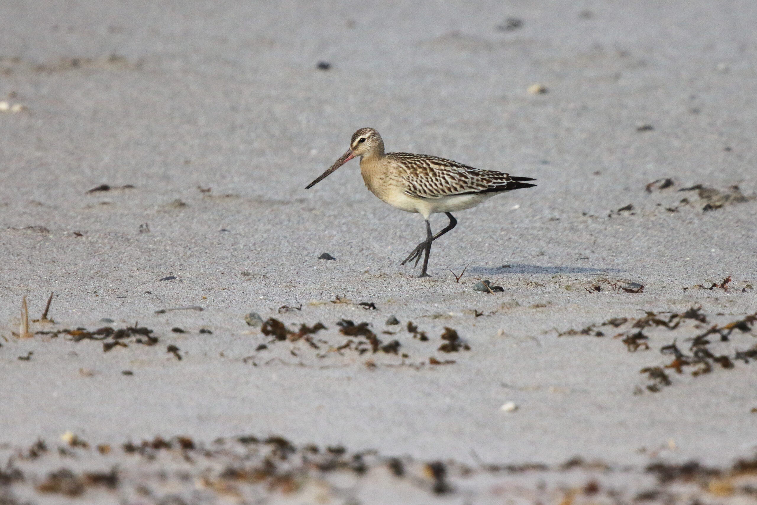 Bar-tailed Godwit. Isle of Man, September 2015 © Neil G. Morris.