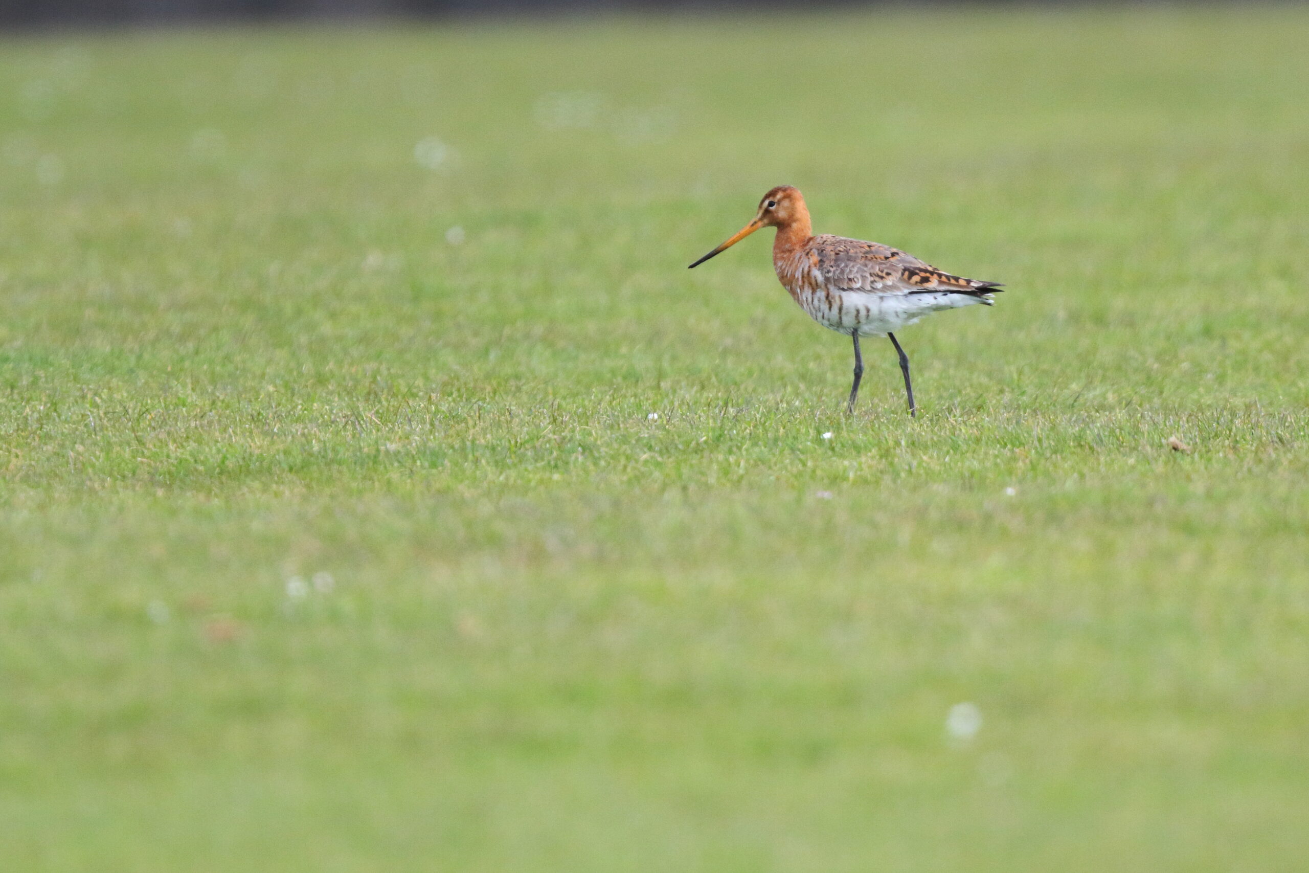 Black-tailed Godwit. Isle of Man, April 2016 © Neil G. Morris.