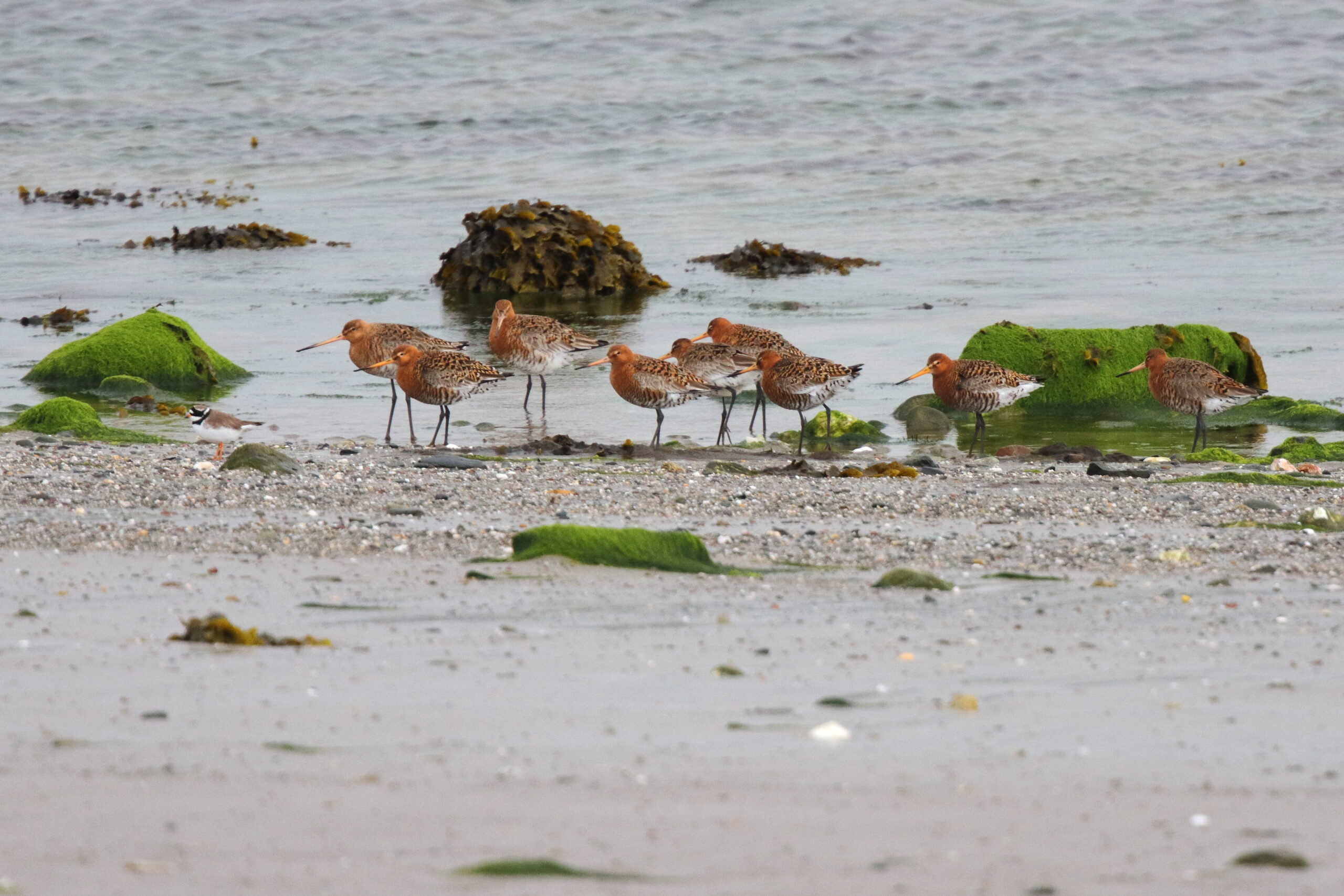 Black-tailed Godwit. Isle of Man, April 2016 © Neil G. Morris.