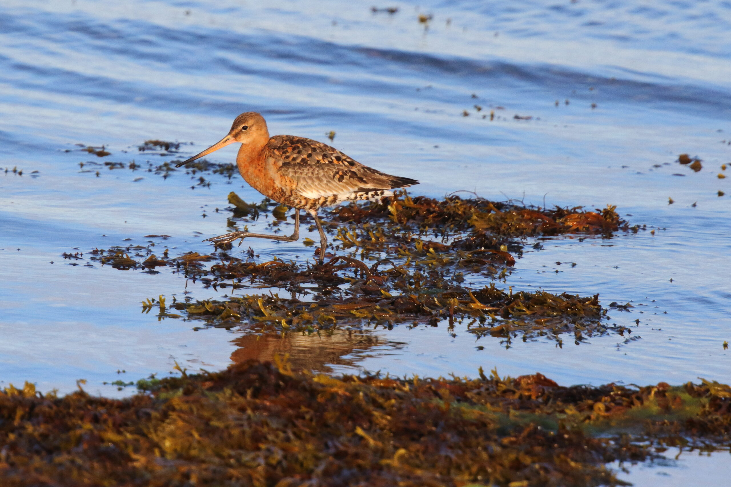 Black-tailed Godwit. Isle of Man, August 2017 © Neil G. Morris.