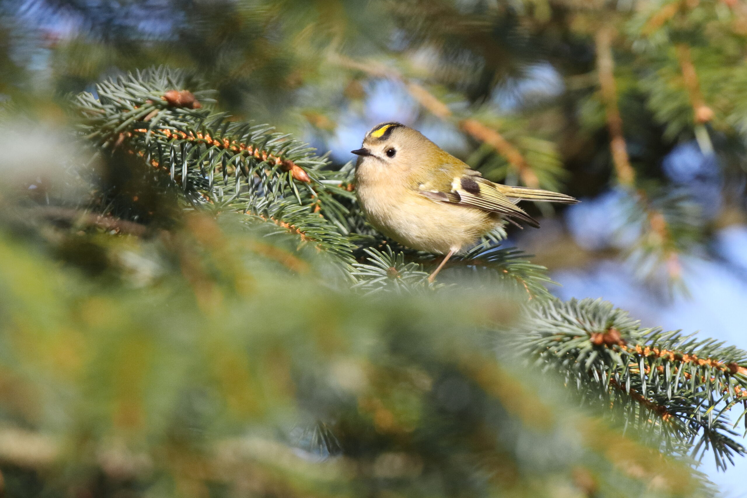 Goldcrest. Isle of Man, January 2015 © Neil G. Morris.