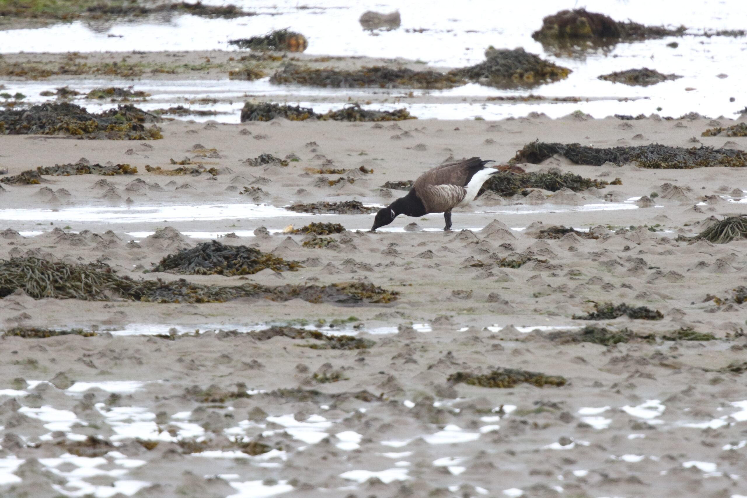 'Dark-bellied' Brent Goose. Isle of Man, April 2017 © Neil G. Morris.