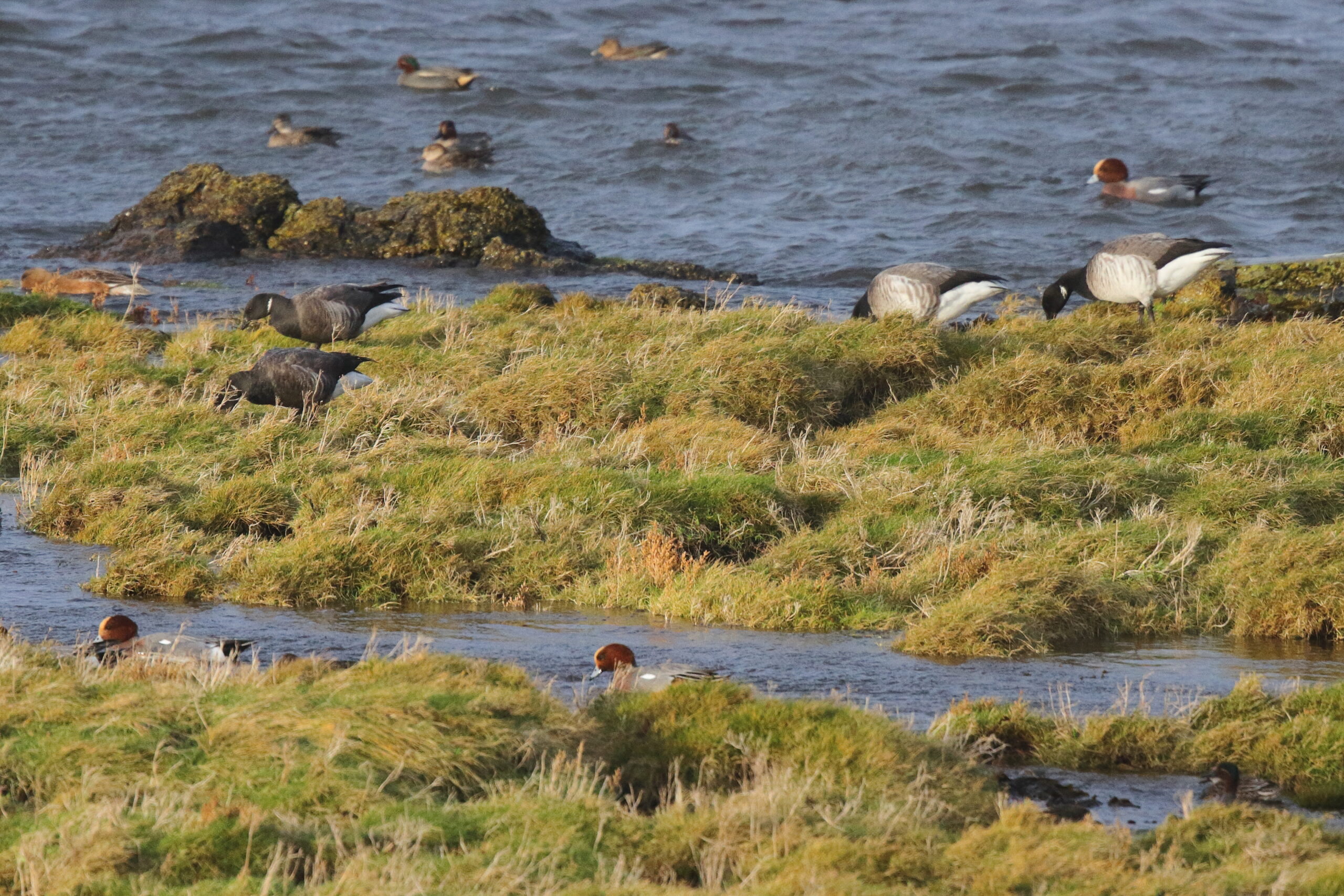 'Dark-bellied' Brent Goose. Isle of Man, December 2015 © Neil G. Morris.