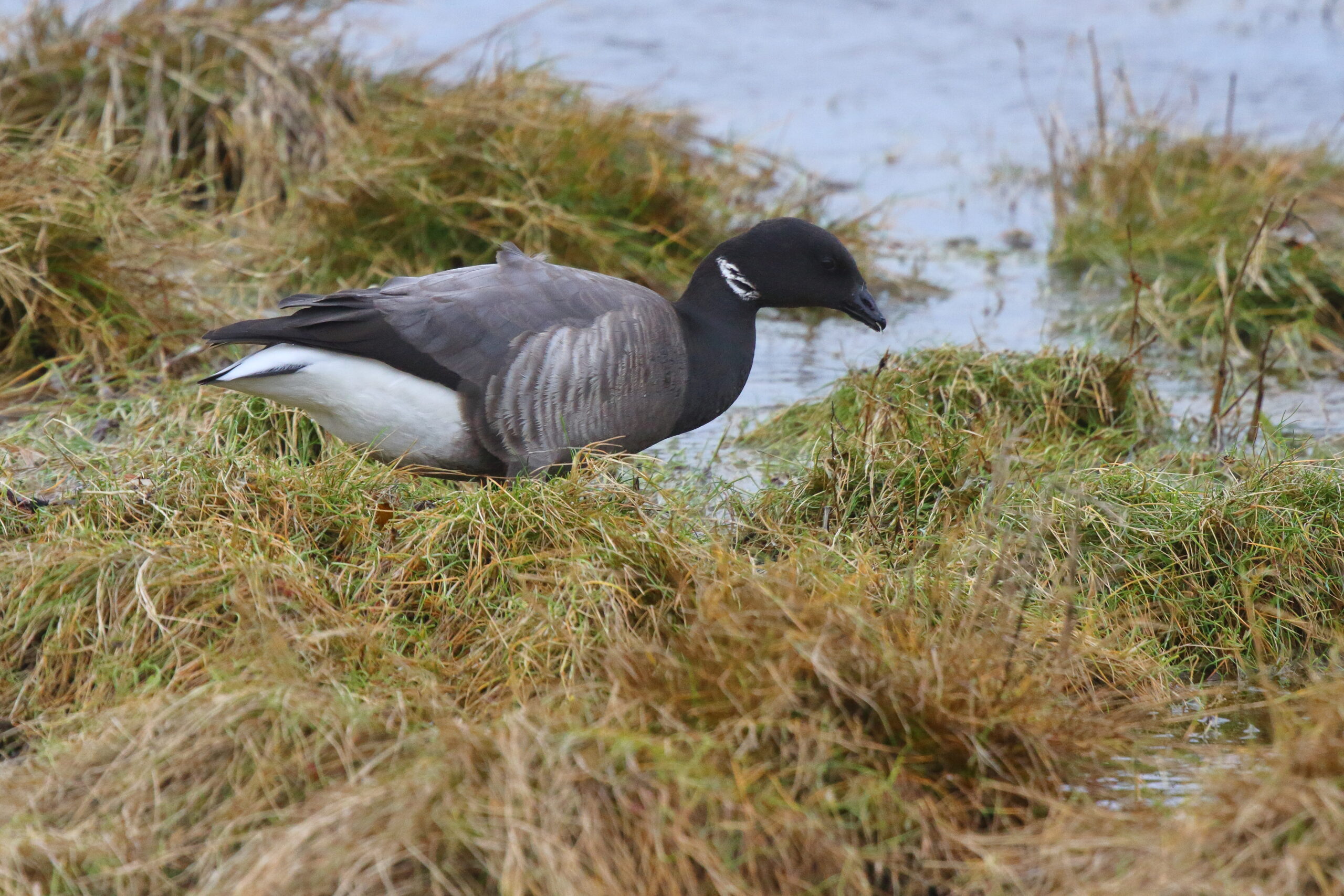 'Dark-bellied' Brent Goose. Isle of Man, December 2015 © Neil G. Morris.