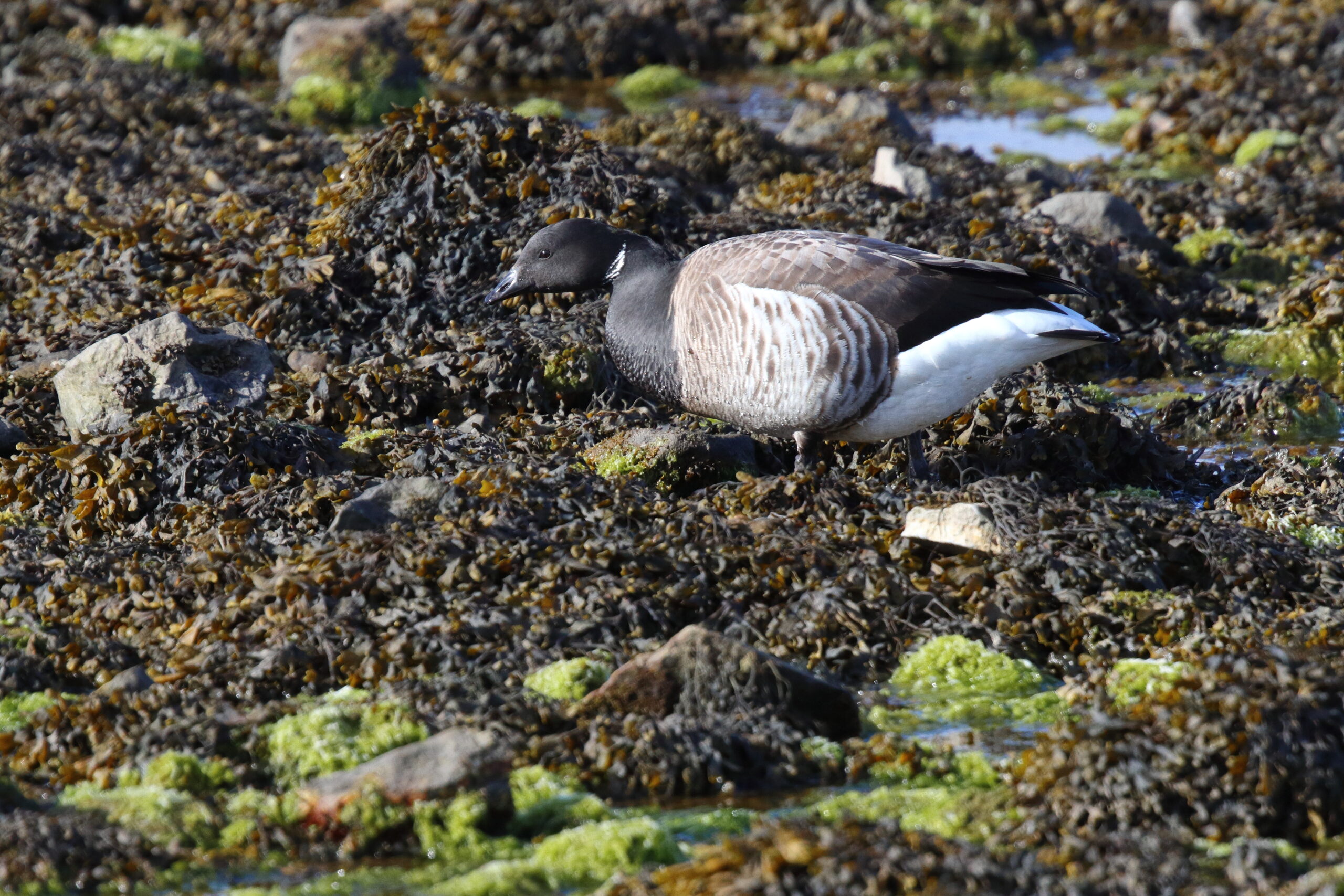 'Pale-bellied' Brent Goose. Isle of Man, April 2015 © Neil G. Morris.