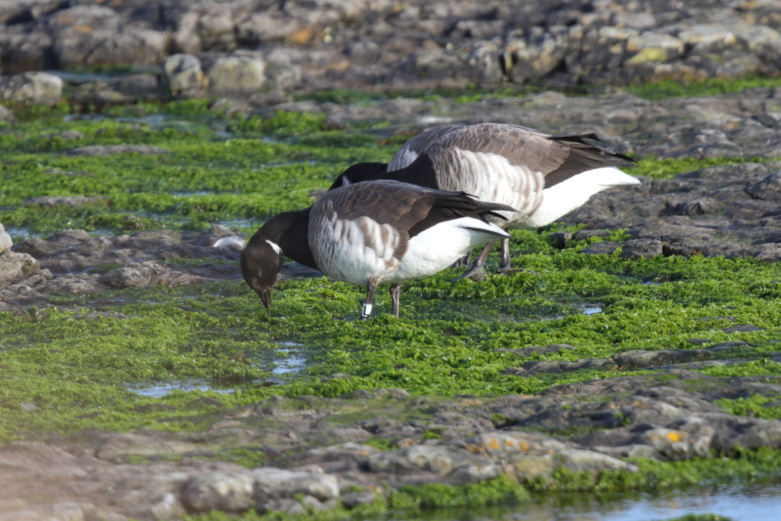 'Pale-bellied' Brent Goose. Isle of Man, March 2016 © Neil G. Morris.