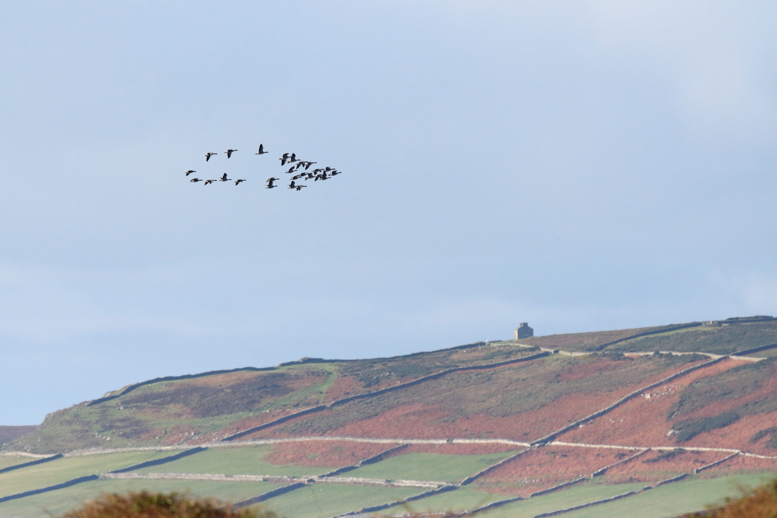 Pink-footed Goose. Isle of Man, November 2015 © Neil G. Morris.