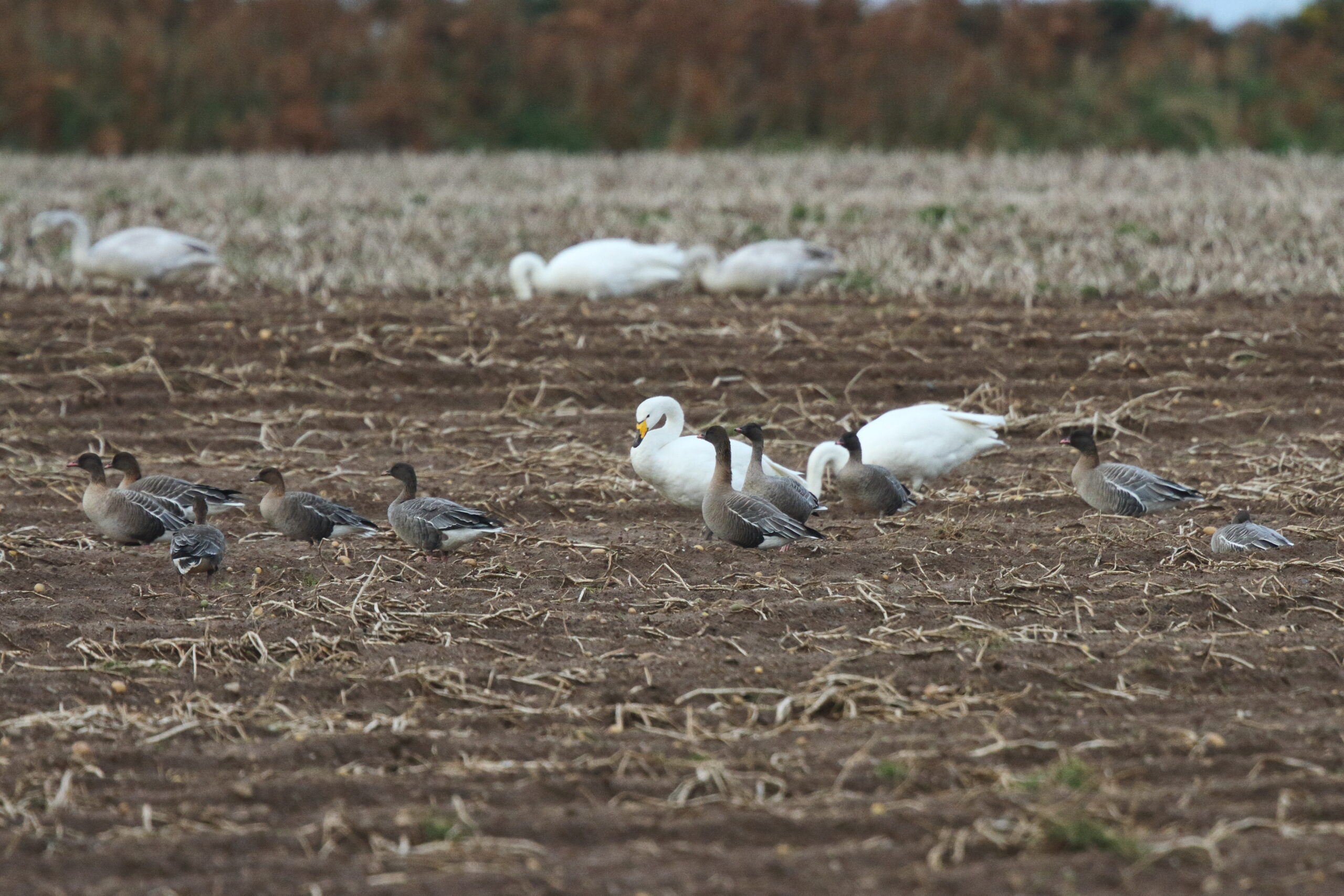 Pink-footed Goose and Whooper Swan. Isle of Man, December 2015 © Neil G. Morris.
