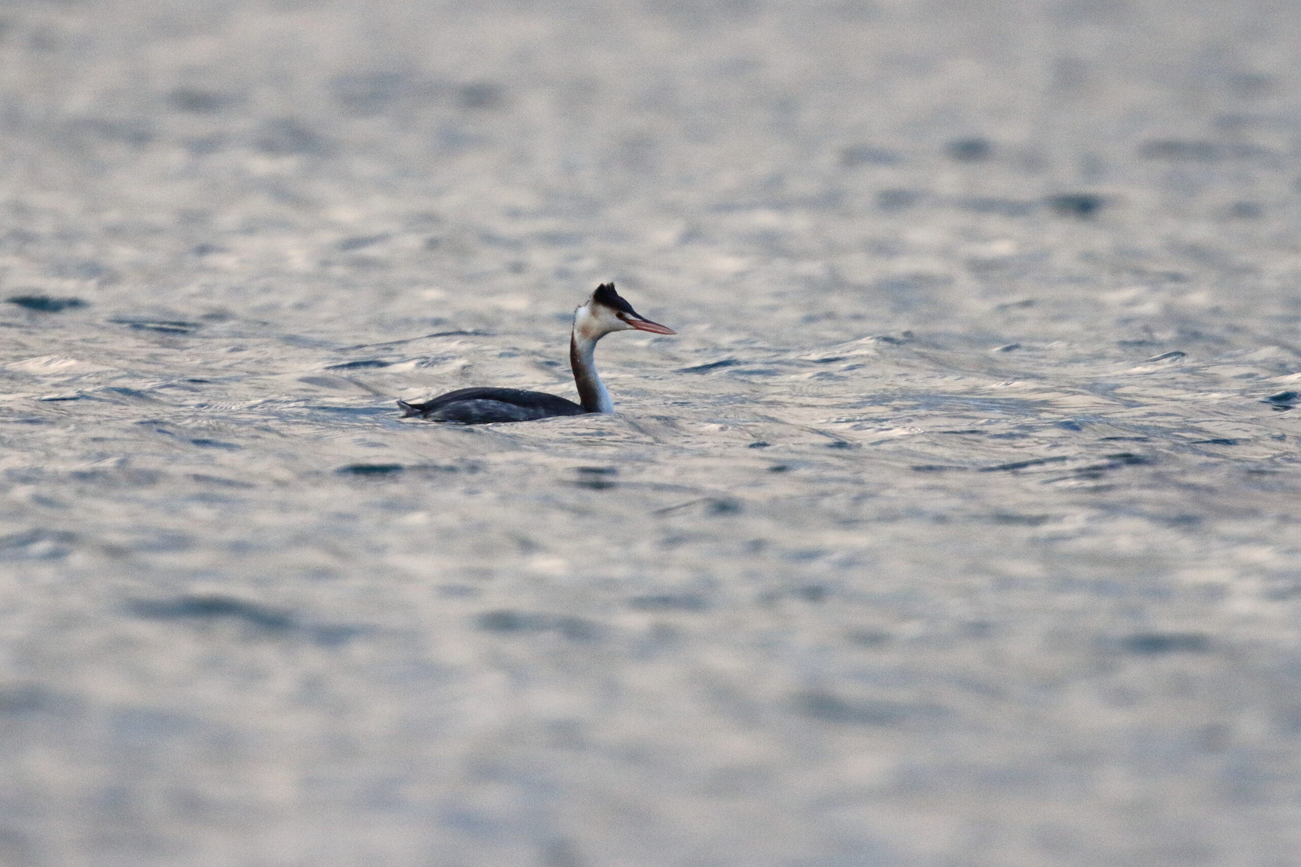 Great Crested Grebe. Isle of Man, January 2016 © Neil G. Morris.