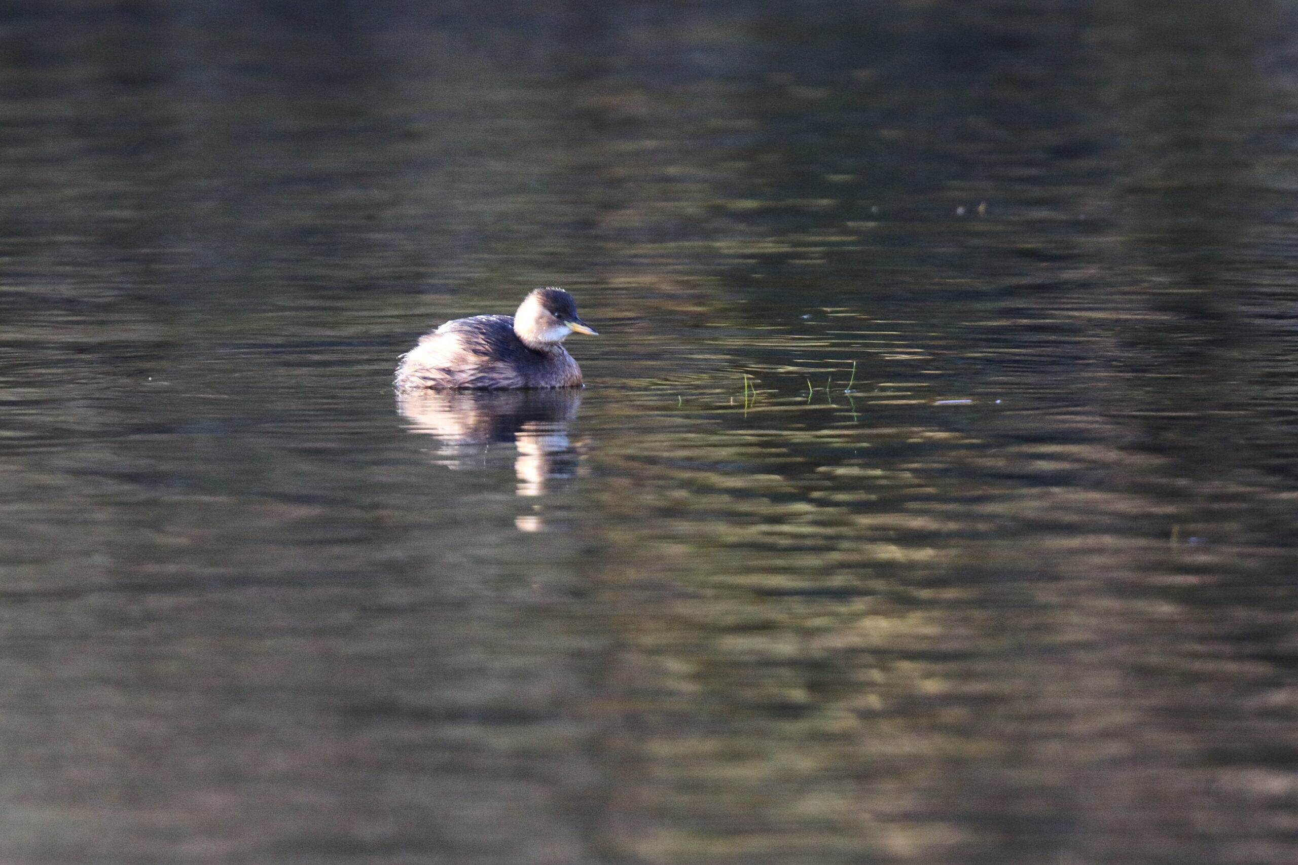 Little Grebe. Isle of Man, December 2016 © Neil G. Morris.