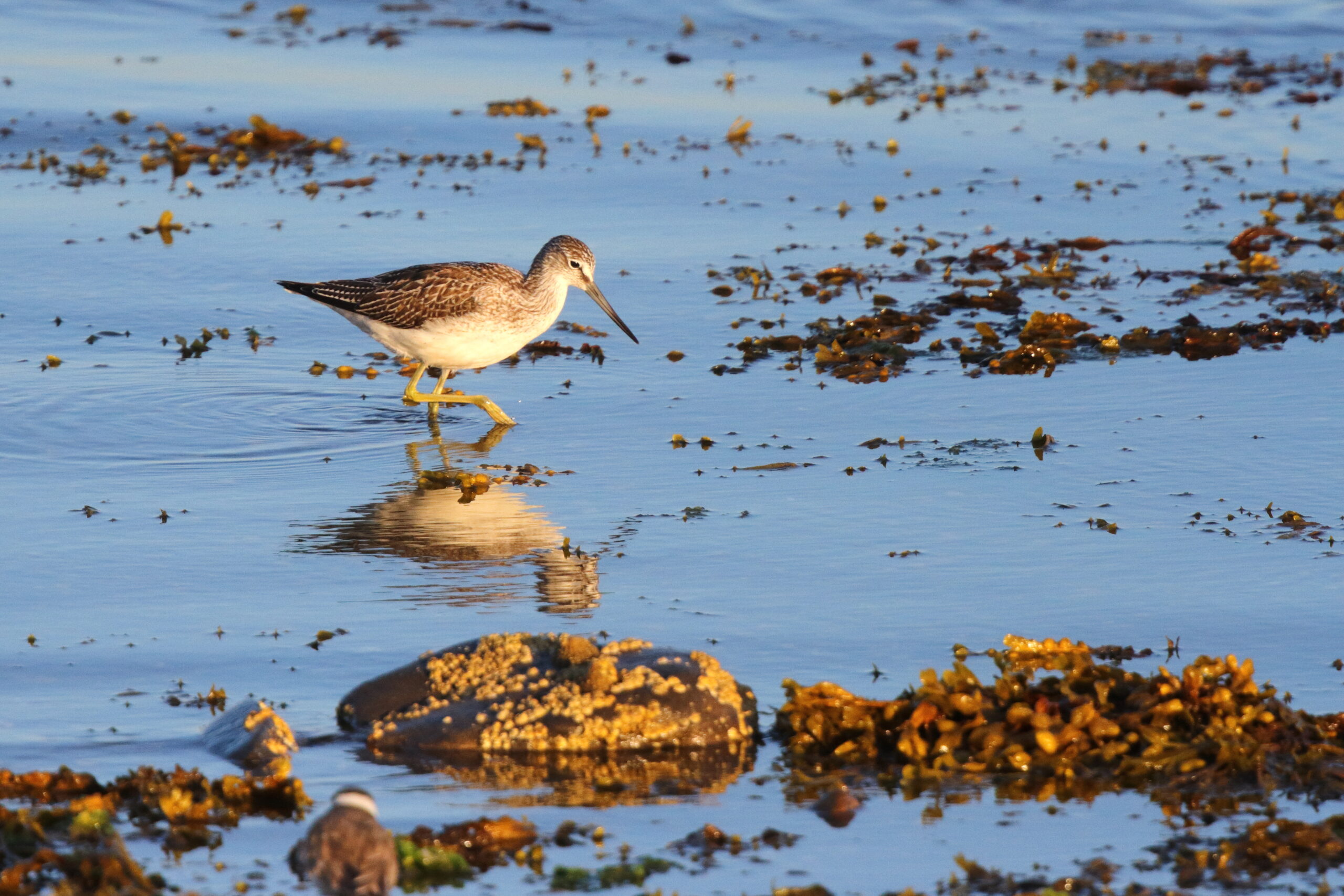 Greenshank. Isle of Man, August 2017 © Neil G. Morris.