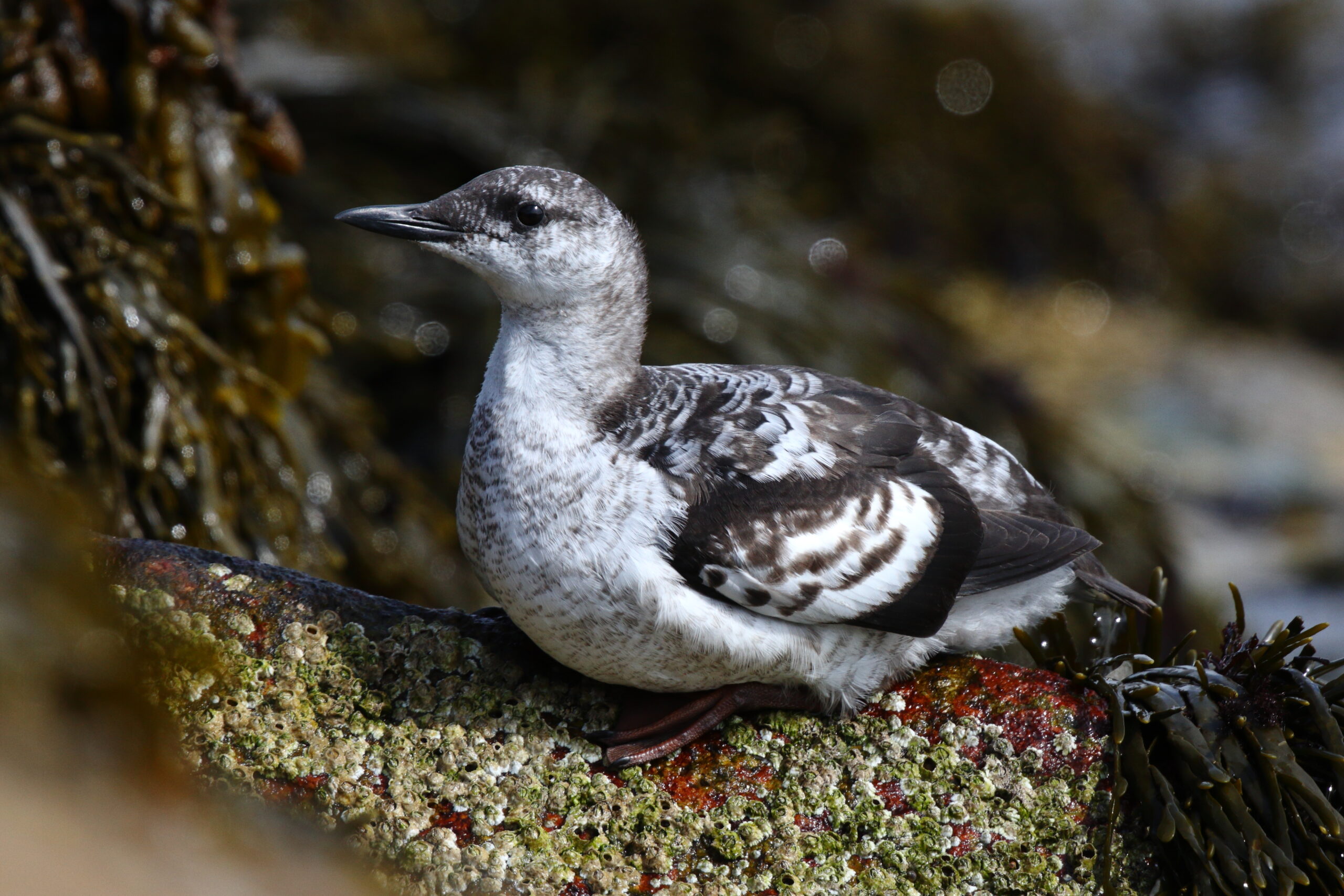 Black Guillemot. Isle of Man, September 2014 © Neil G. Morris.
