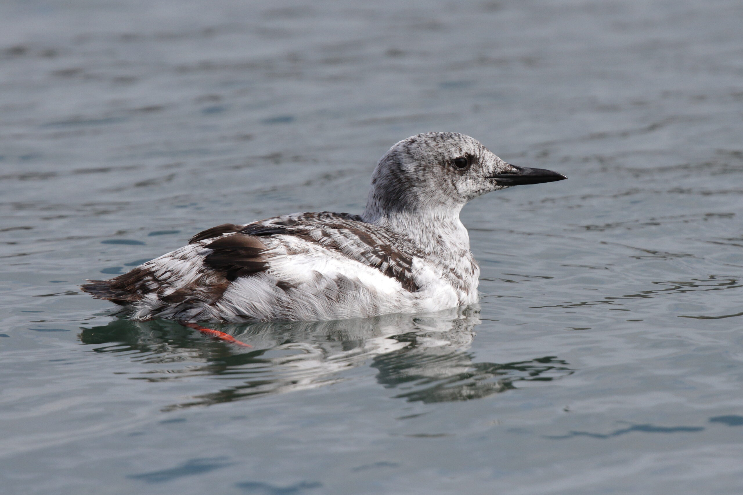 Black Guillemot. Isle of Man, September 2014 © Neil G. Morris.