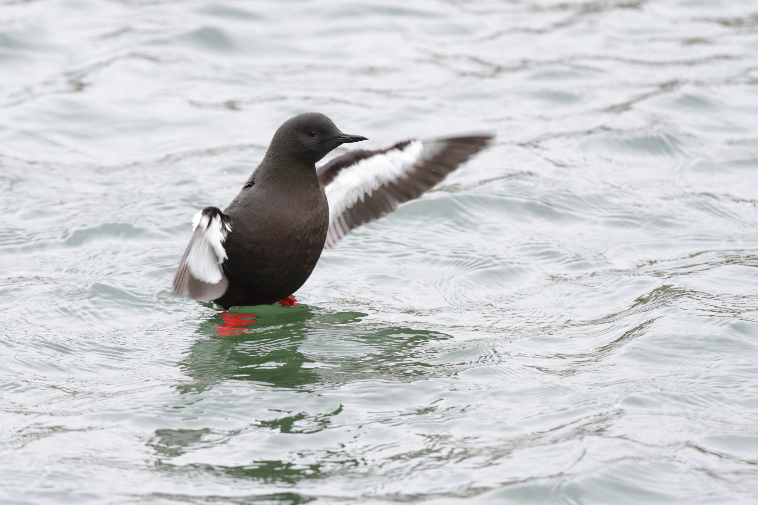 Black Guillemot. Isle of Man, March 2015 © Neil G. Morris.