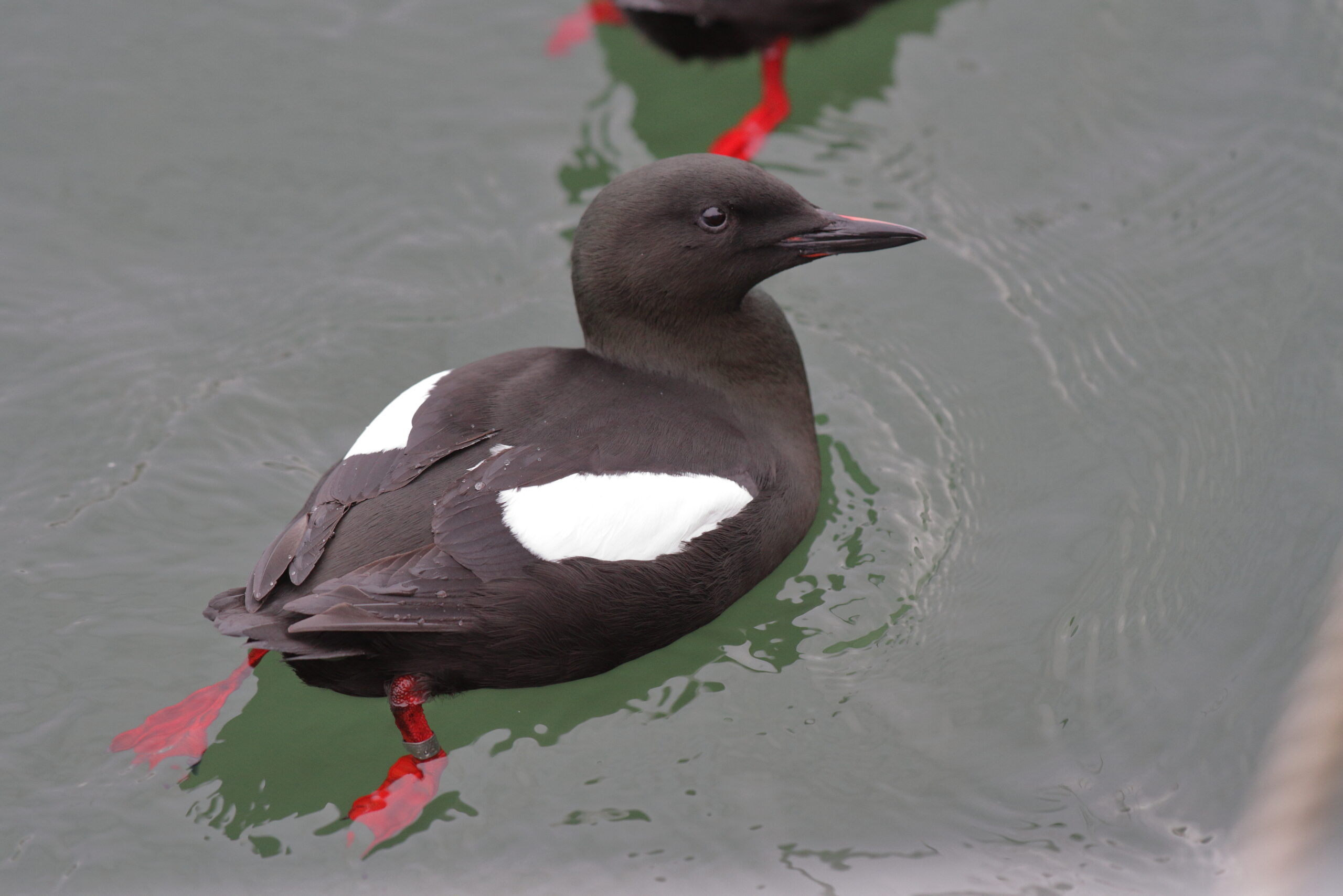 Black Guillemot. Isle of Man, March 2015 © Neil G. Morris.