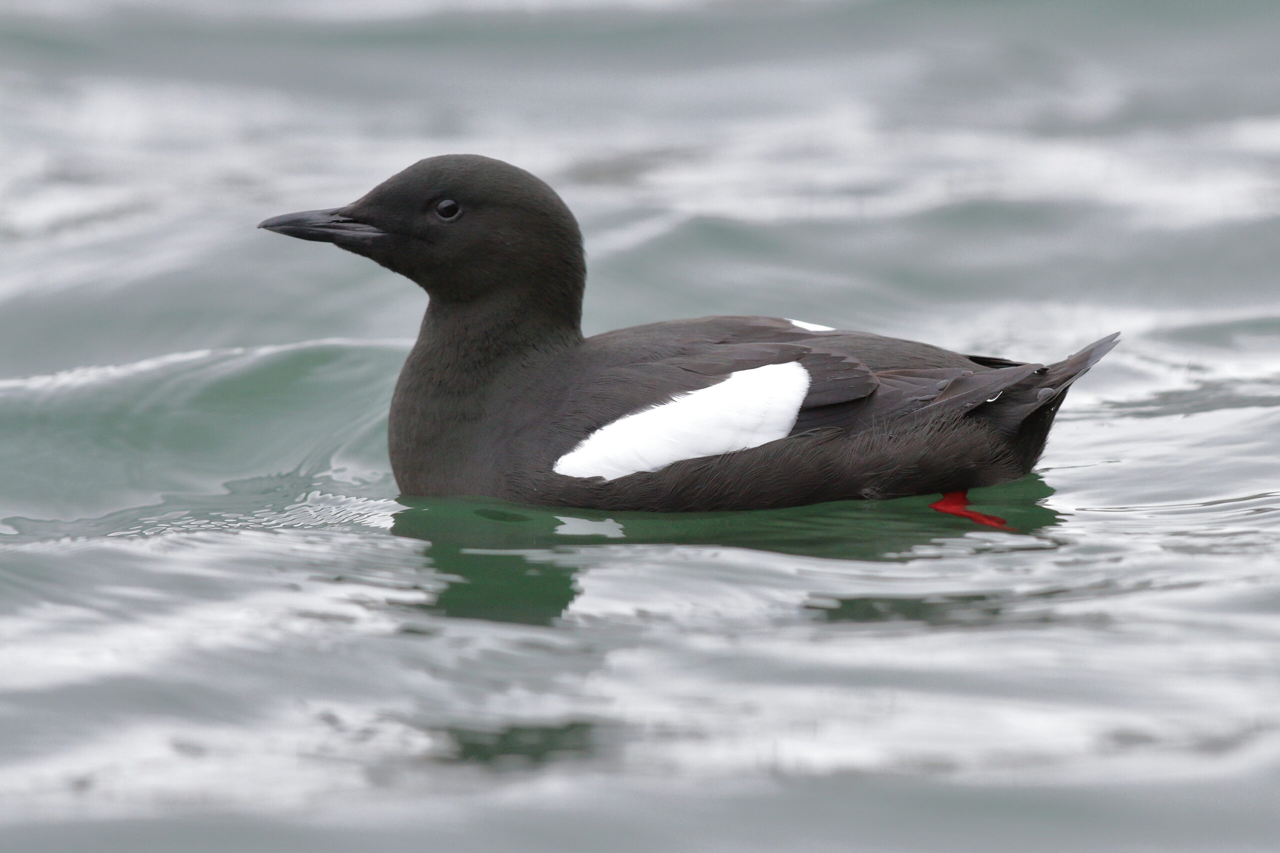 Black Guillemot. Isle of Man, March 2015 © Neil G. Morris.