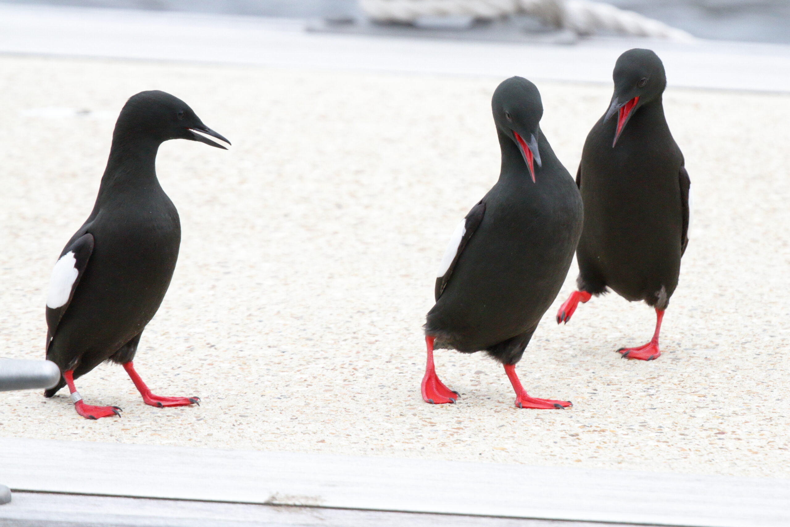 Black Guillemot. Isle of Man, March 2015 © Neil G. Morris.