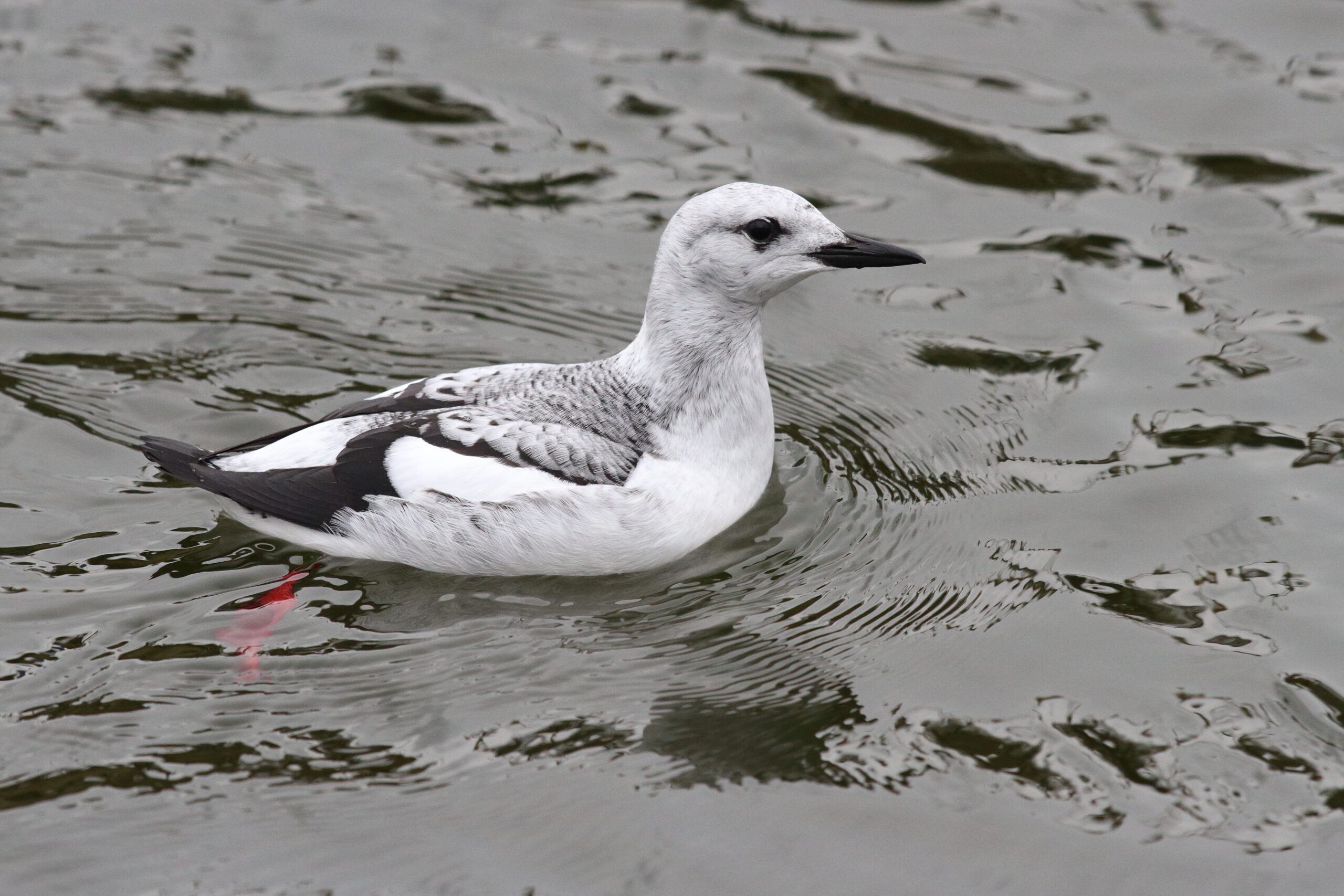 Black Guillemot. Isle of Man, November 2015 © Neil G. Morris.