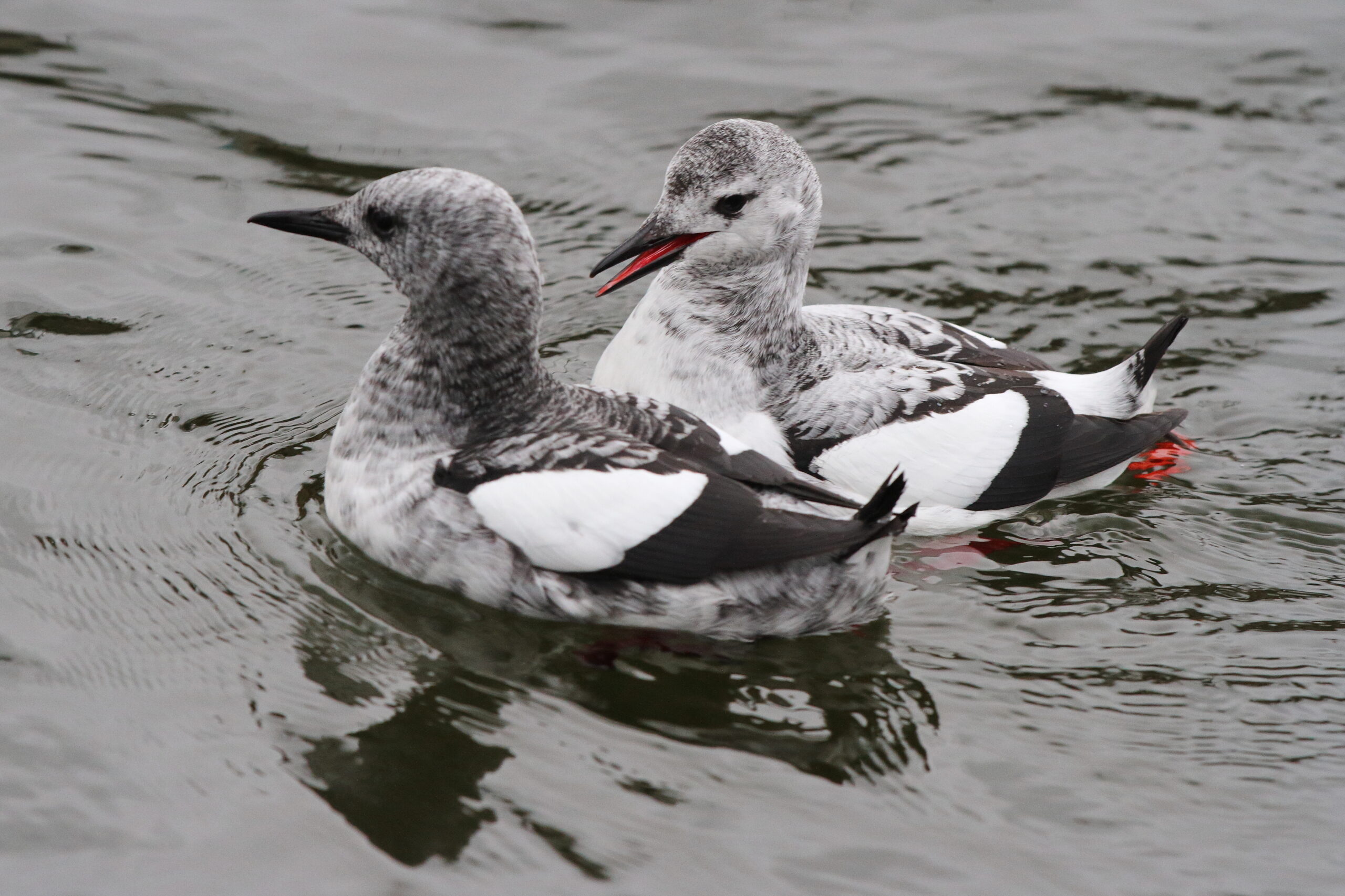 Black Guillemot. Isle of Man, November 2015 © Neil G. Morris.