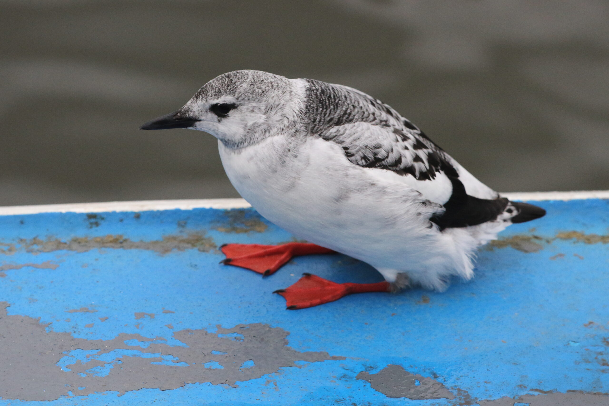 Black Guillemot. Isle of Man, November 2015 © Neil G. Morris.