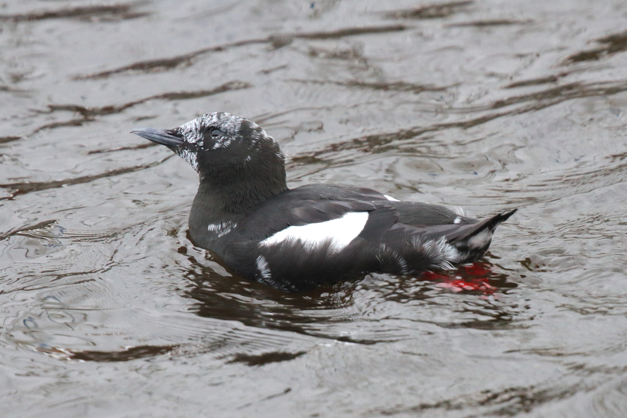 Black Guillemot. Isle of Man, January 2016 © Neil G. Morris.