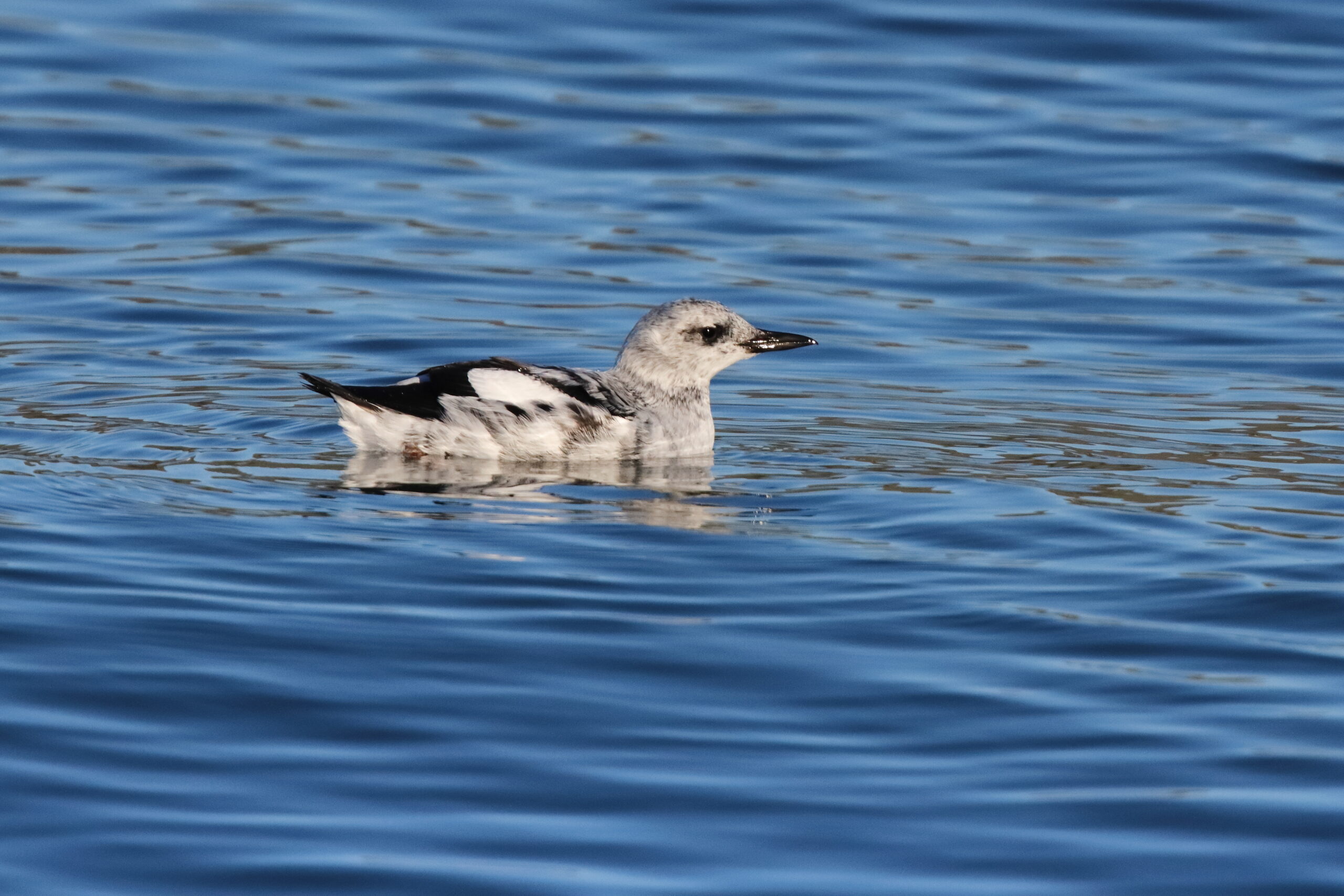 Black Guillemot. Isle of Man, February 2015 © Neil G. Morris.