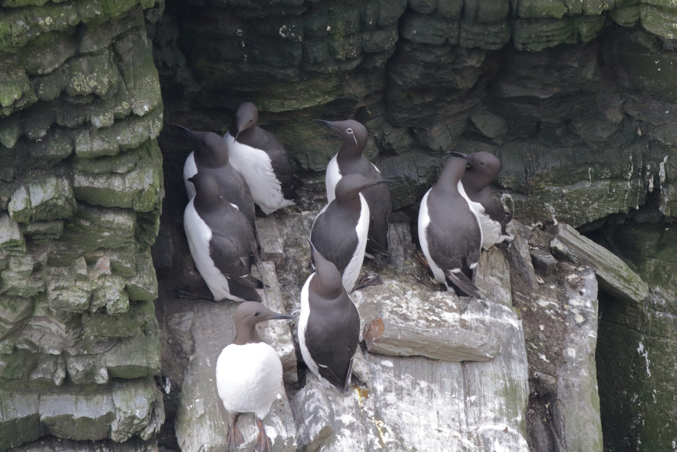 'Bridled' Guillemot. Isle of Man, March 2015 © Neil G. Morris.