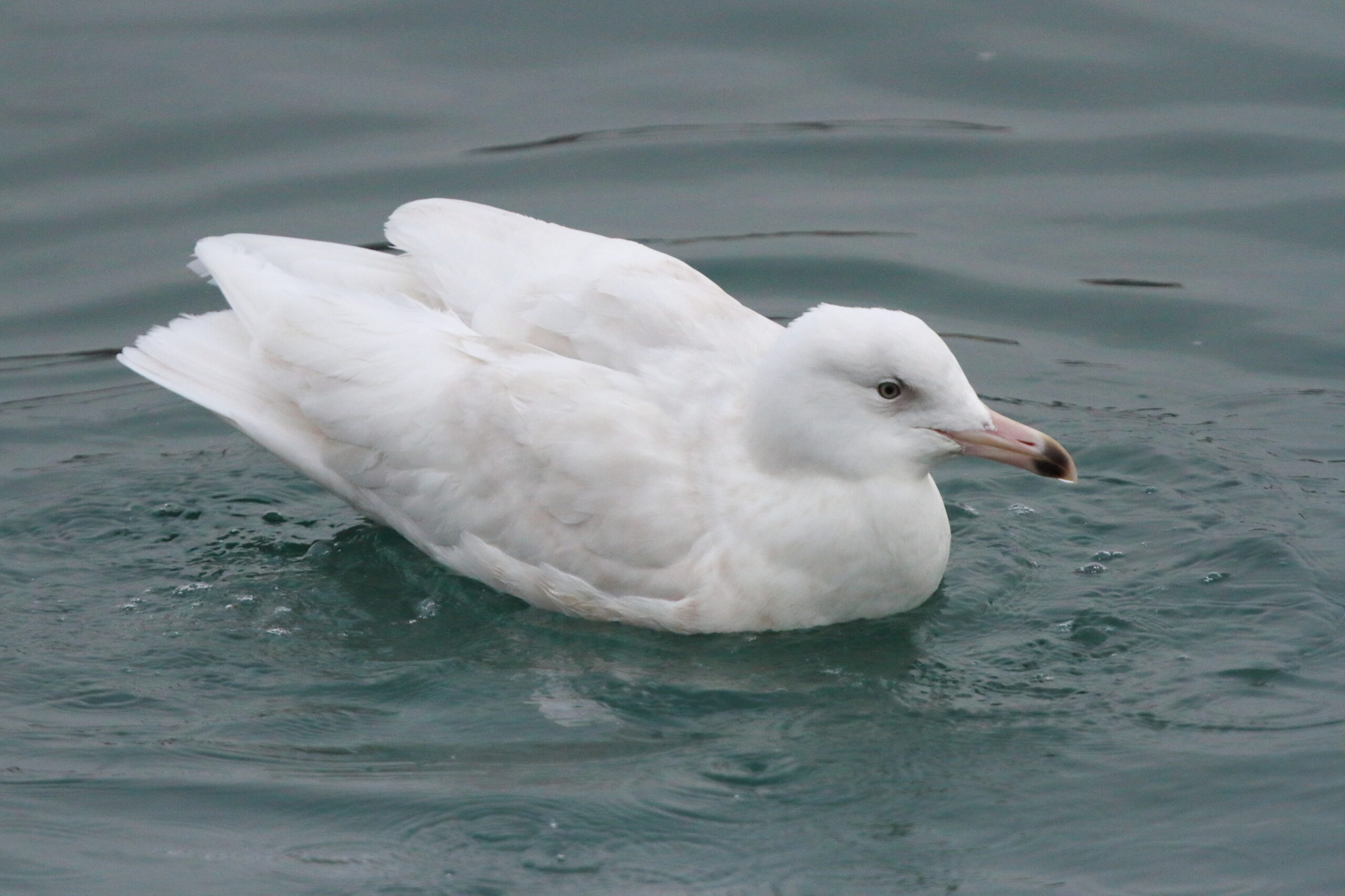 Glaucous Gull. Isle of Man, February 2015 © Neil G. Morris.