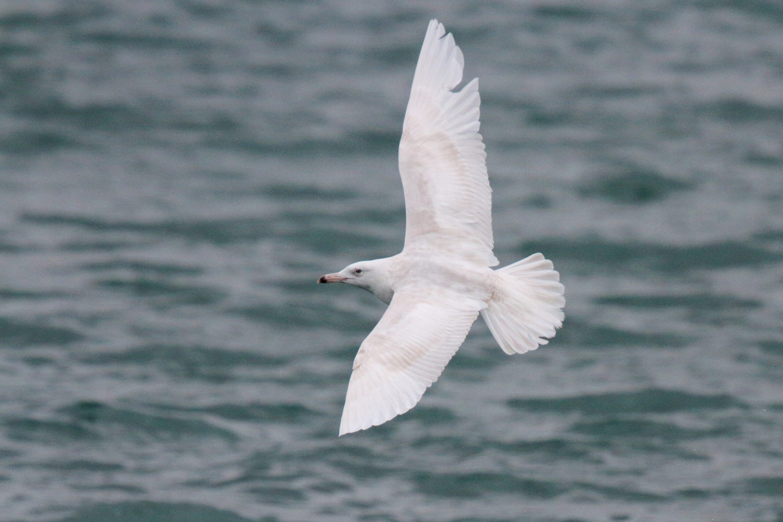 Glaucous Gull. Isle of Man, February 2015 © Neil G. Morris.