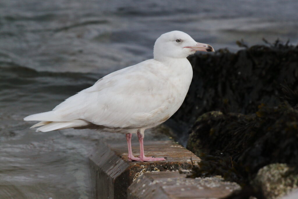 Glaucous Gull. Isle of Man, February 2015 © Neil G. Morris.