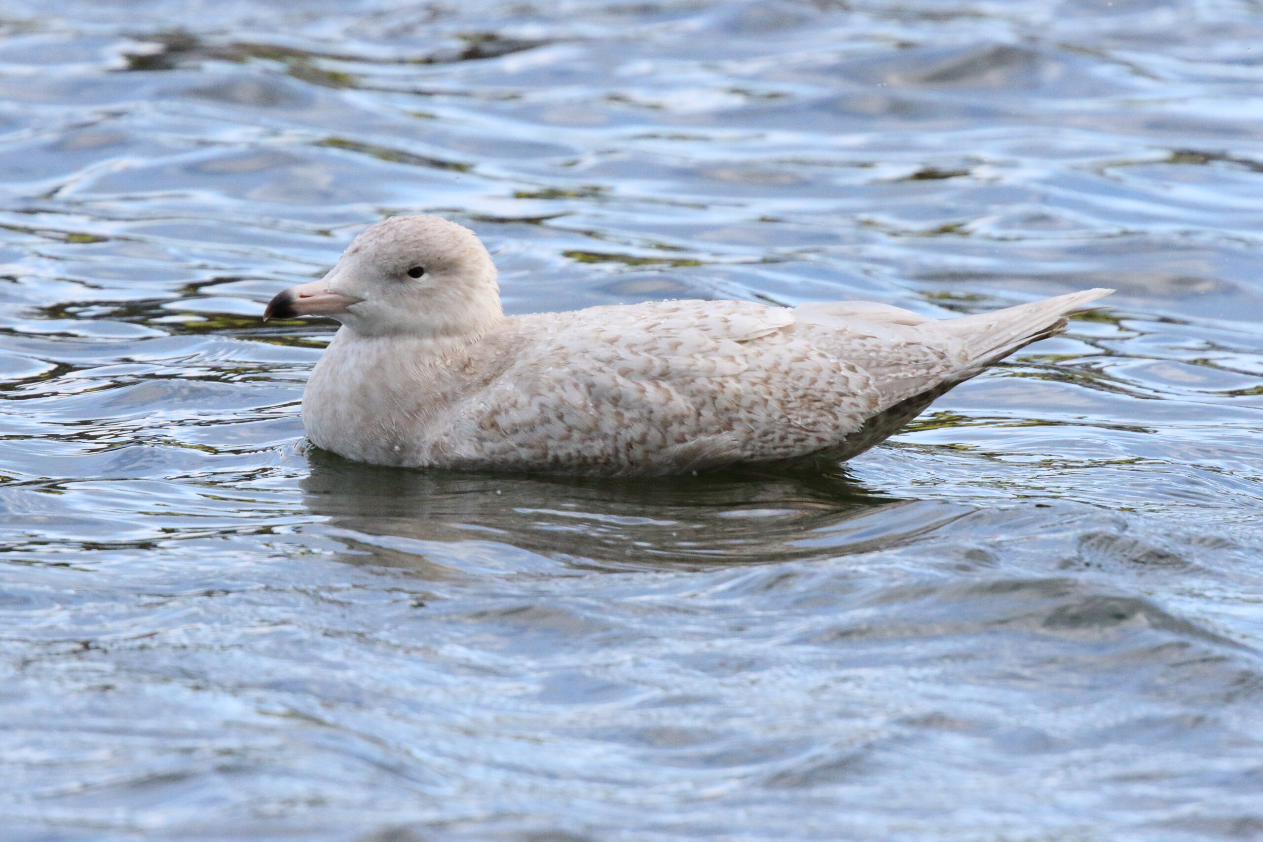 Glaucous Gull. Isle of Man, April 2018 © Neil G. Morris.