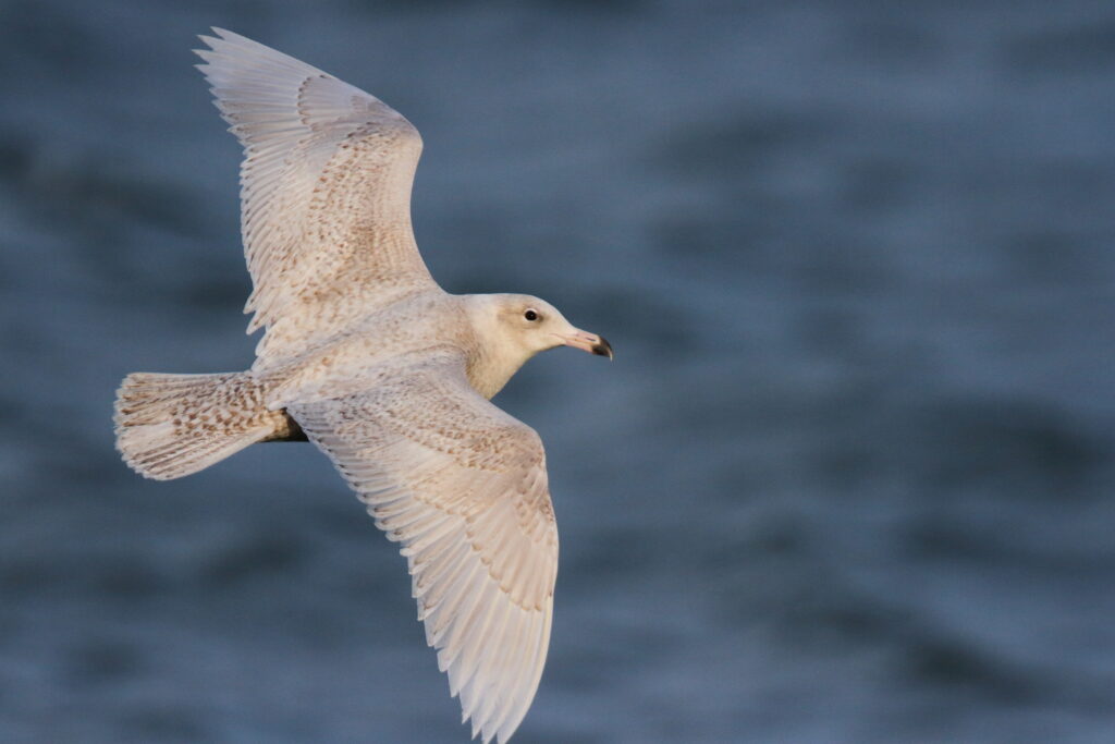 Glaucous Gull. Isle of Man, April 2018 © Neil G. Morris.