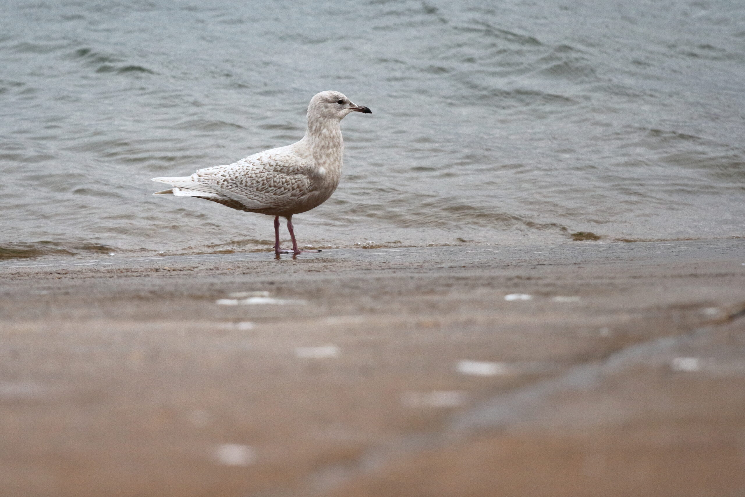 Iceland Gull. Isle of Man, March 2015 © Neil G. Morris.