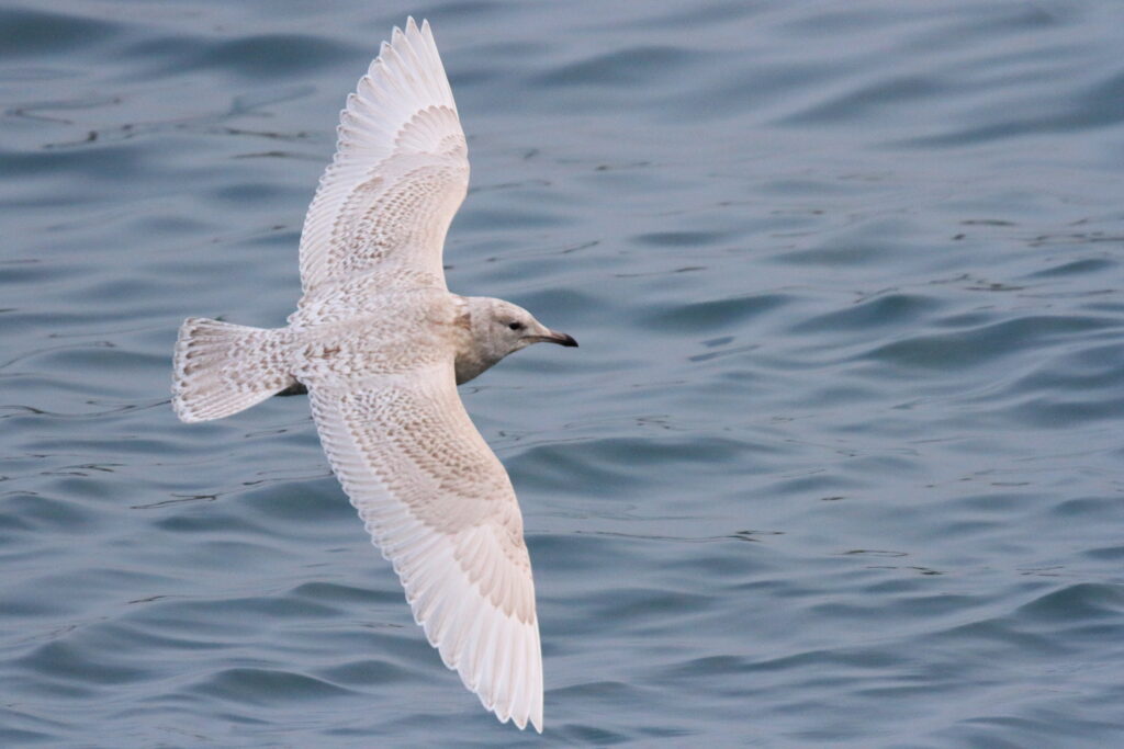 Iceland Gull. Isle of Man, January 2017 © Neil G. Morris.