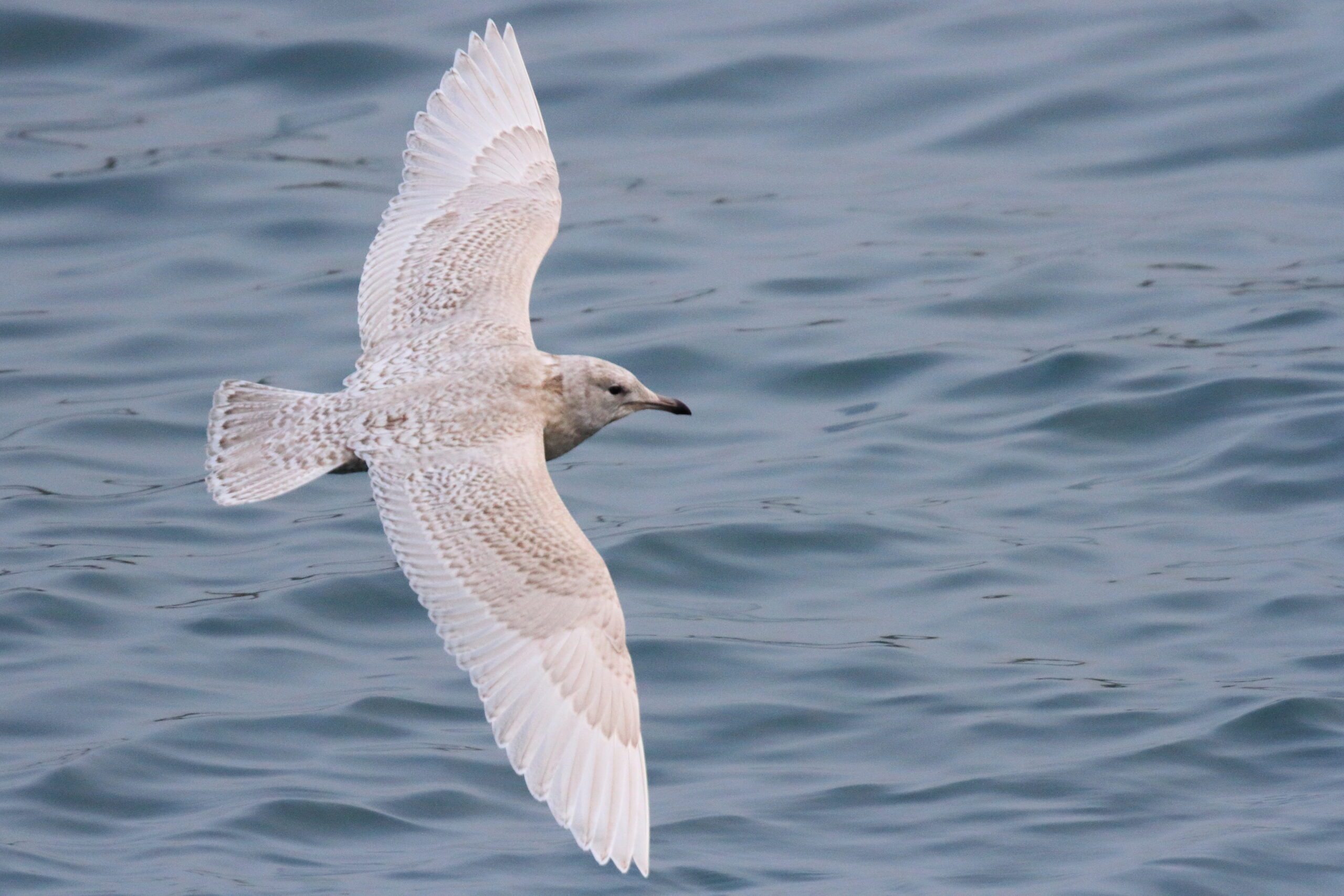 Iceland Gull. Isle of Man, January 2017 © Neil G. Morris.