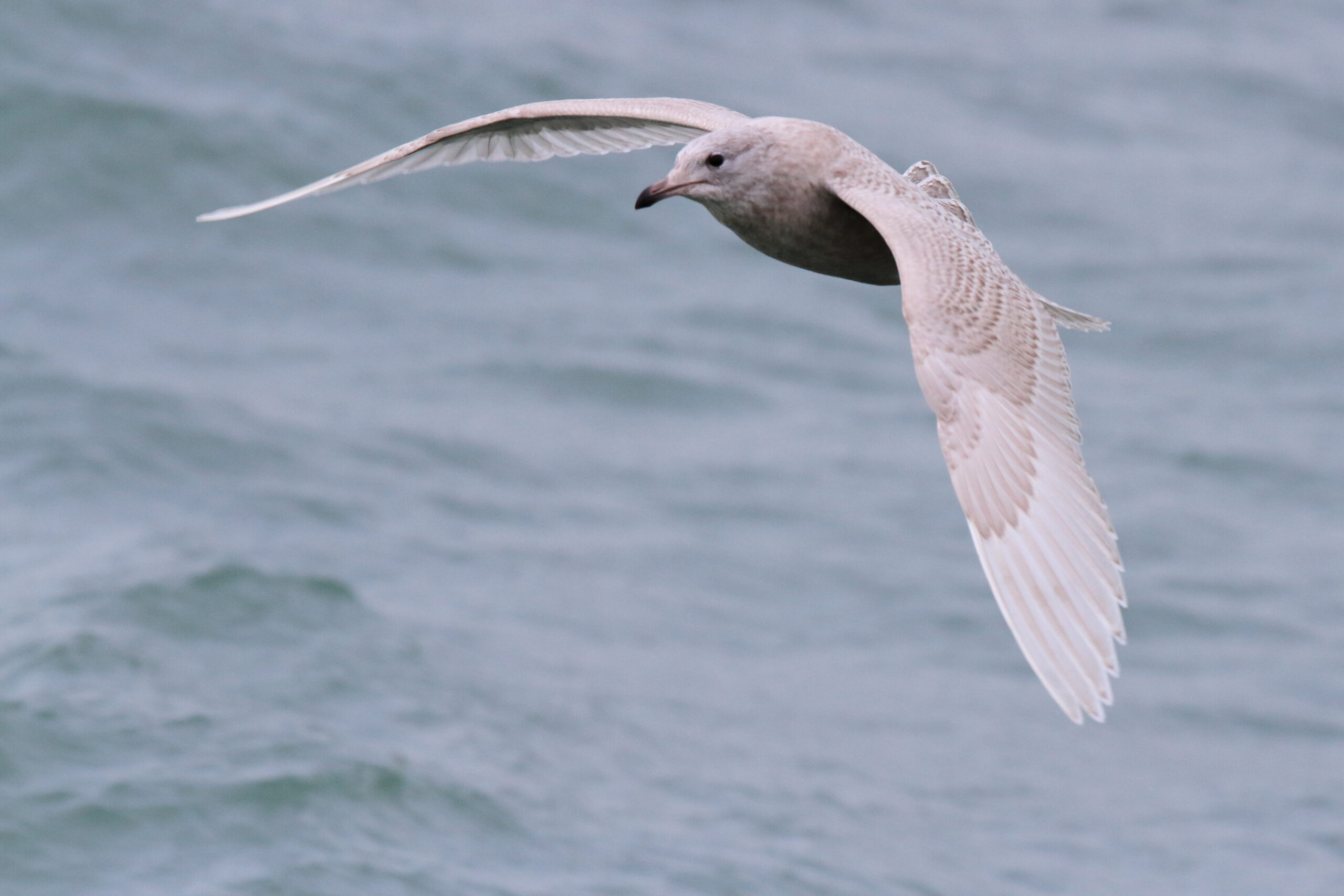 Iceland Gull. Isle of Man, January 2017 © Neil G. Morris.