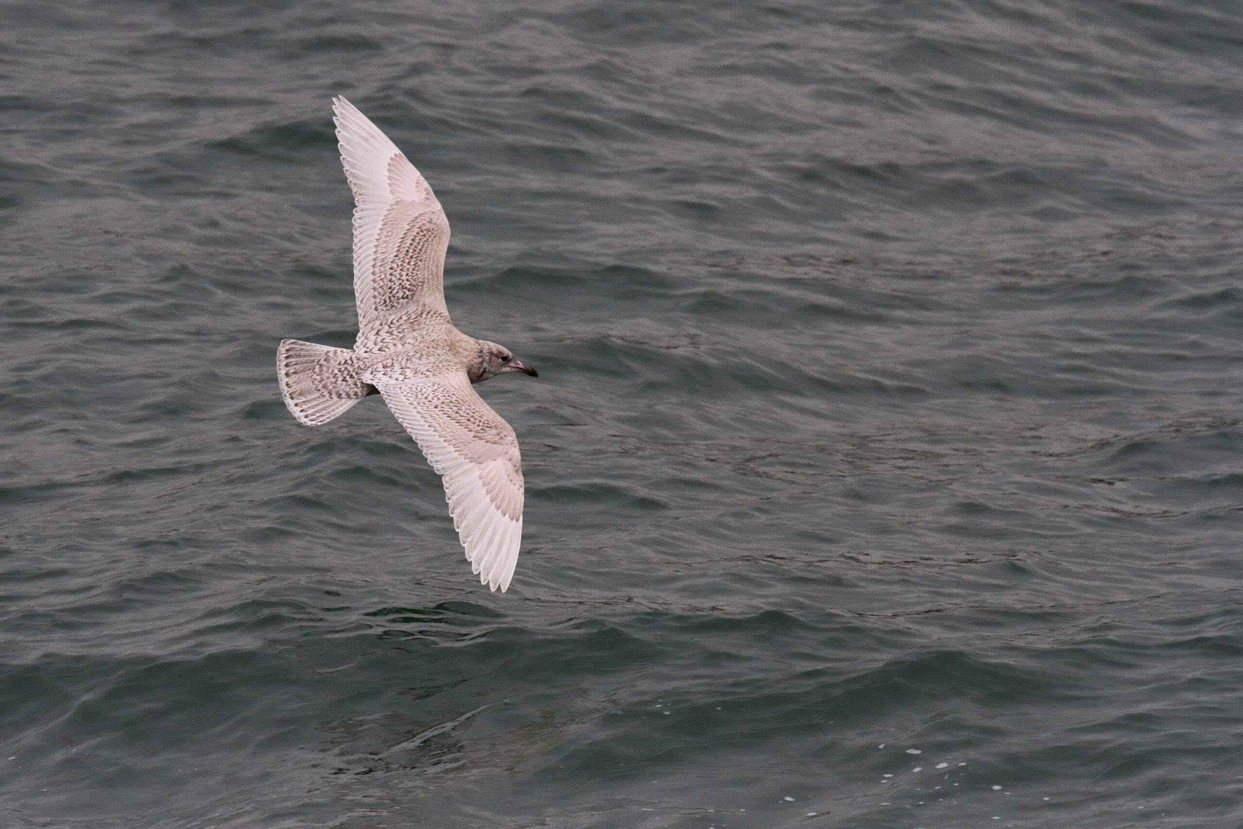 Iceland Gull. Isle of Man, January 2017 © Neil G. Morris.
