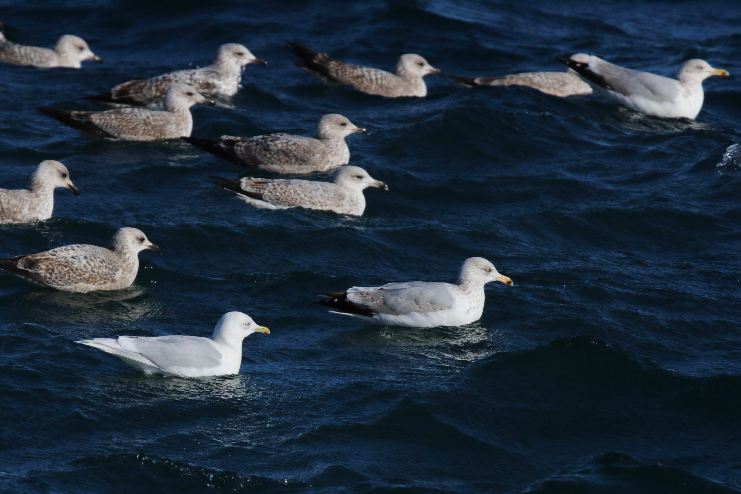 Iceland Gull. Isle of Man, February 2018 © Neil G. Morris.