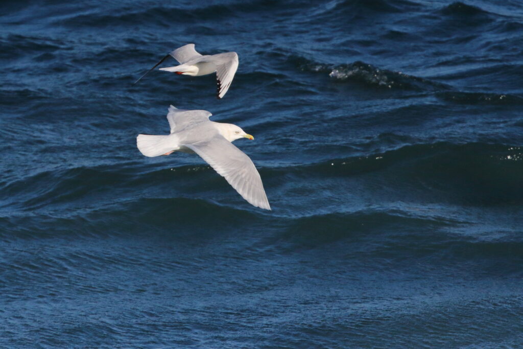 Iceland Gull. Isle of Man, February 2018 © Neil G. Morris.