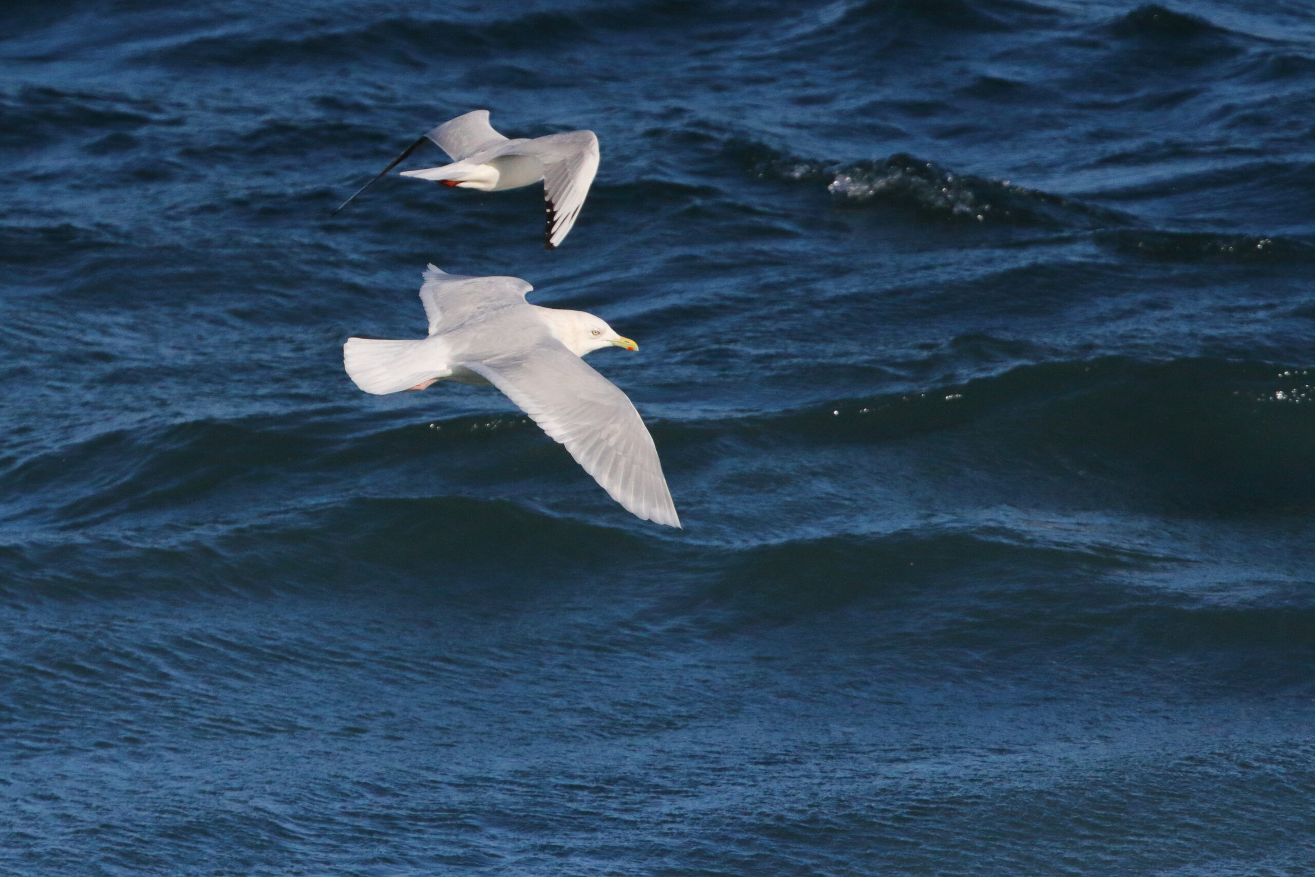 Iceland Gull. Isle of Man, February 2018 © Neil G. Morris.