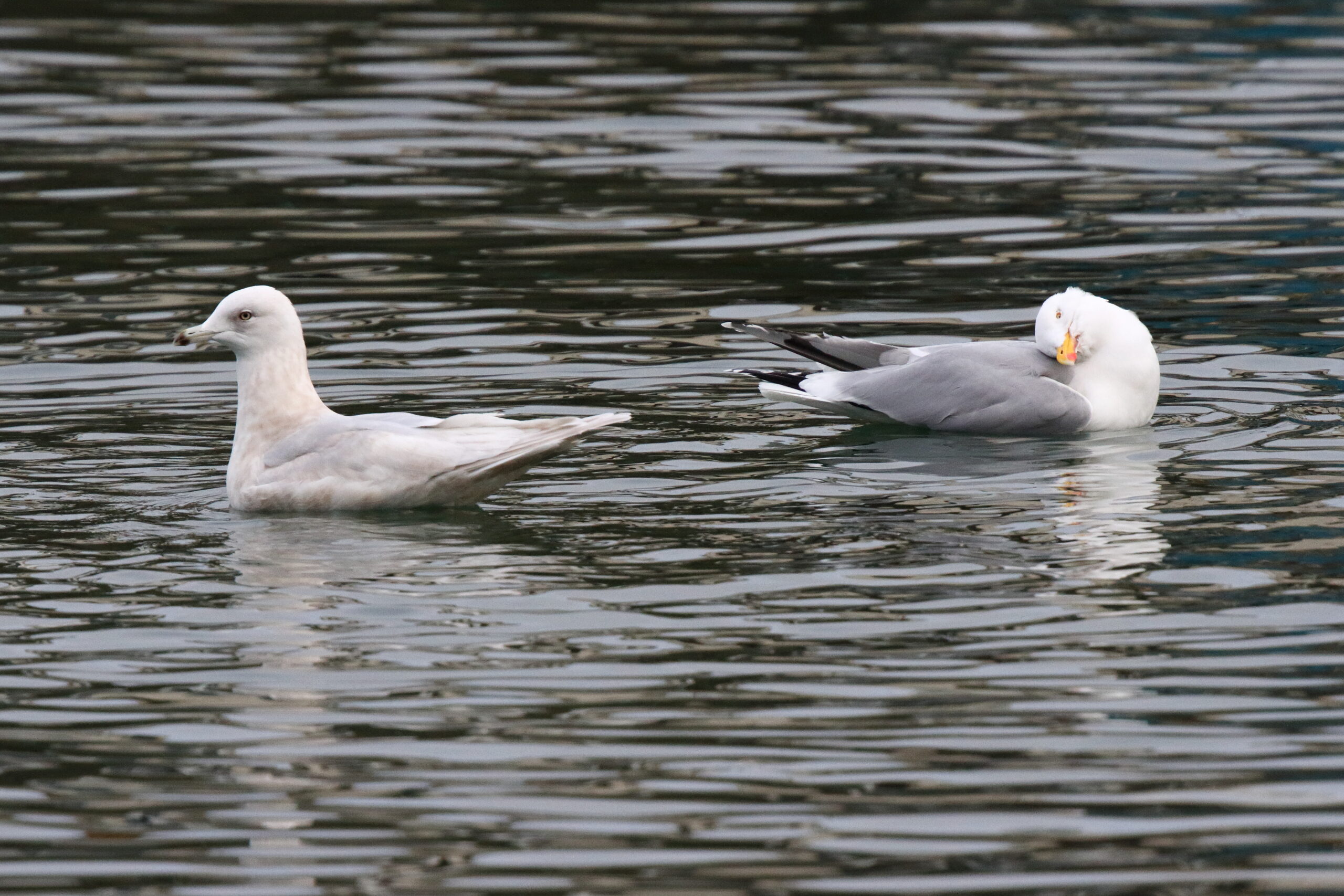 Kumlien's Gull. Isle of Man, February 2015 © Neil G. Morris.