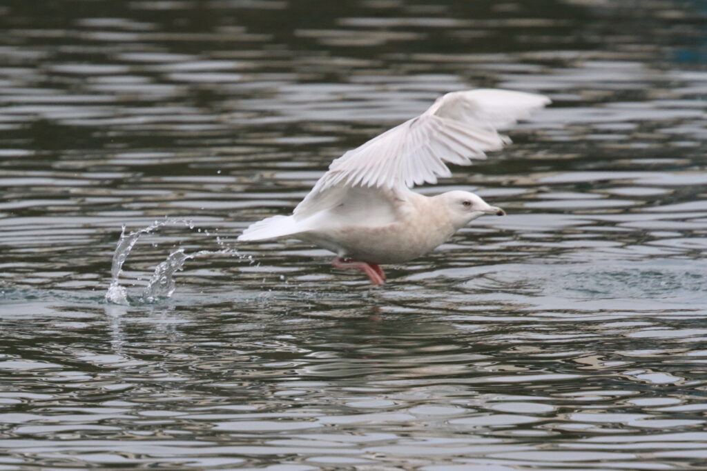 Kumlien's Gull. Isle of Man, February 2015 © Neil G. Morris.