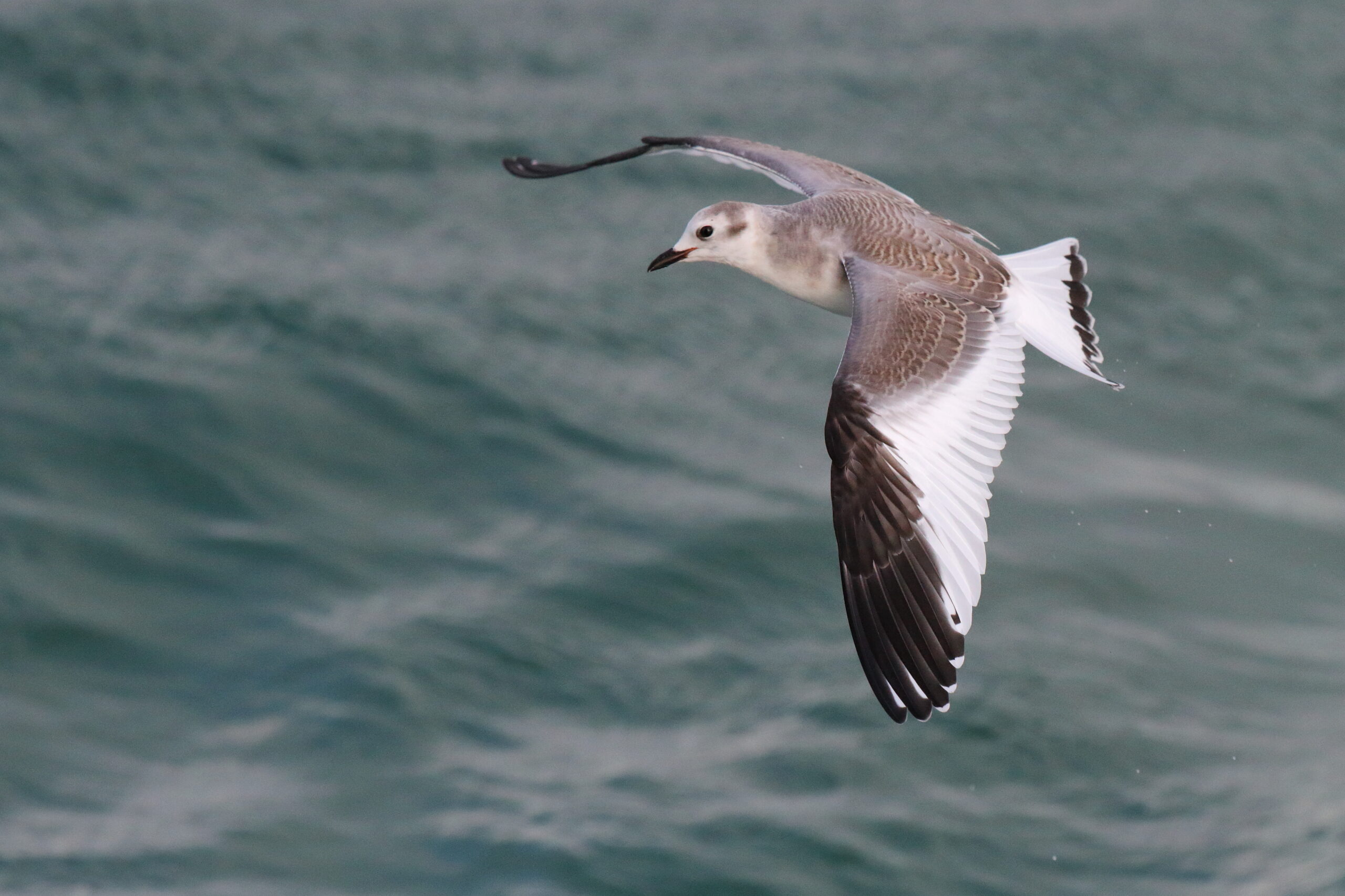 Sabine's Gull. Isle of Man, November 2015 © Neil G. Morris.