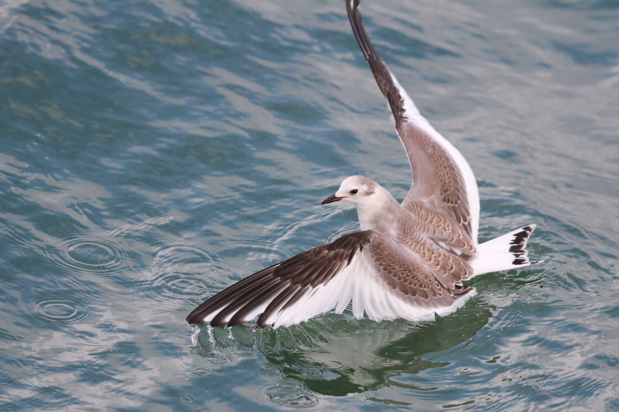 Sabine's Gull. Isle of Man, November 2015 © Neil G. Morris.