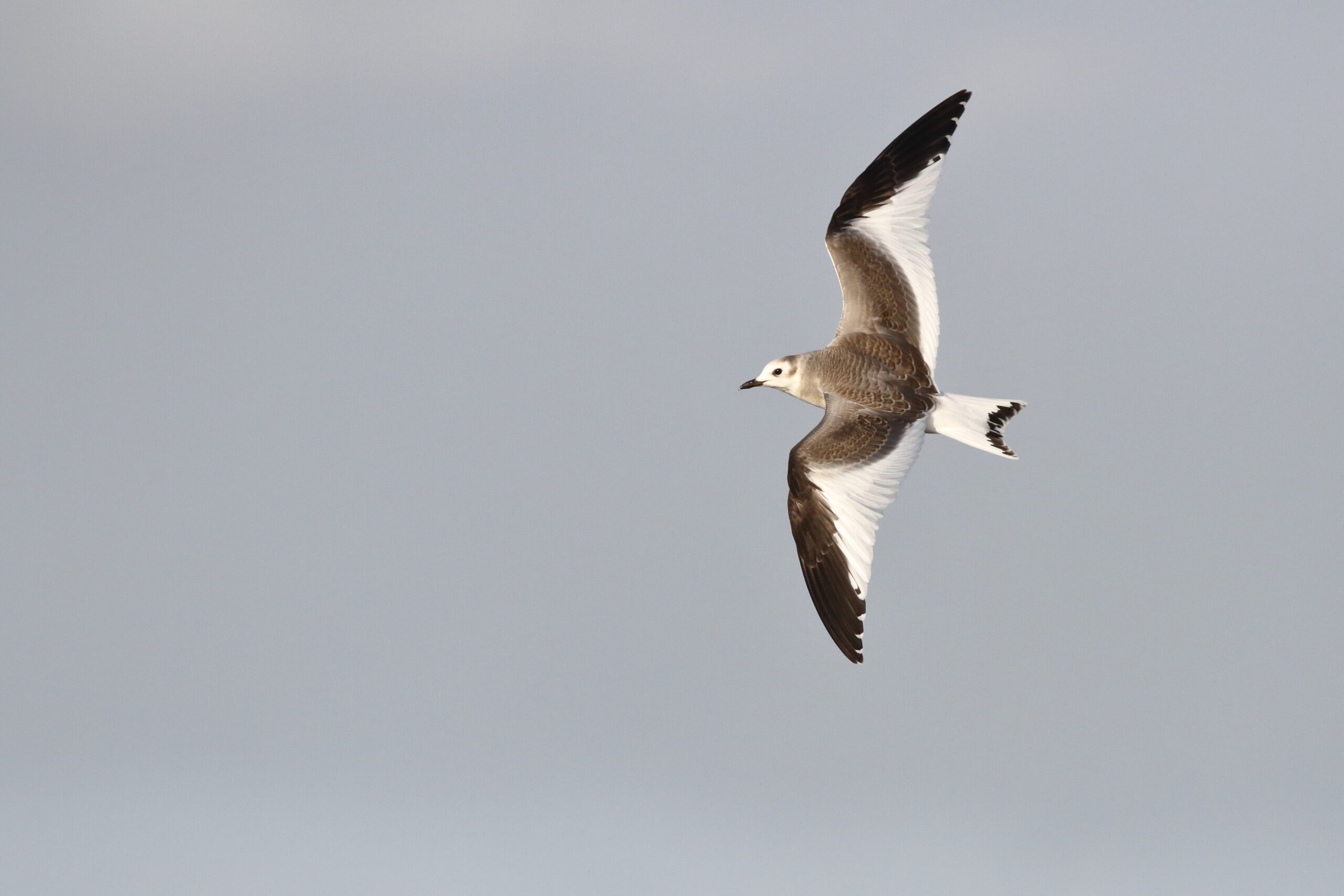 Sabine's Gull. Isle of Man, November 2015 © Neil G. Morris.