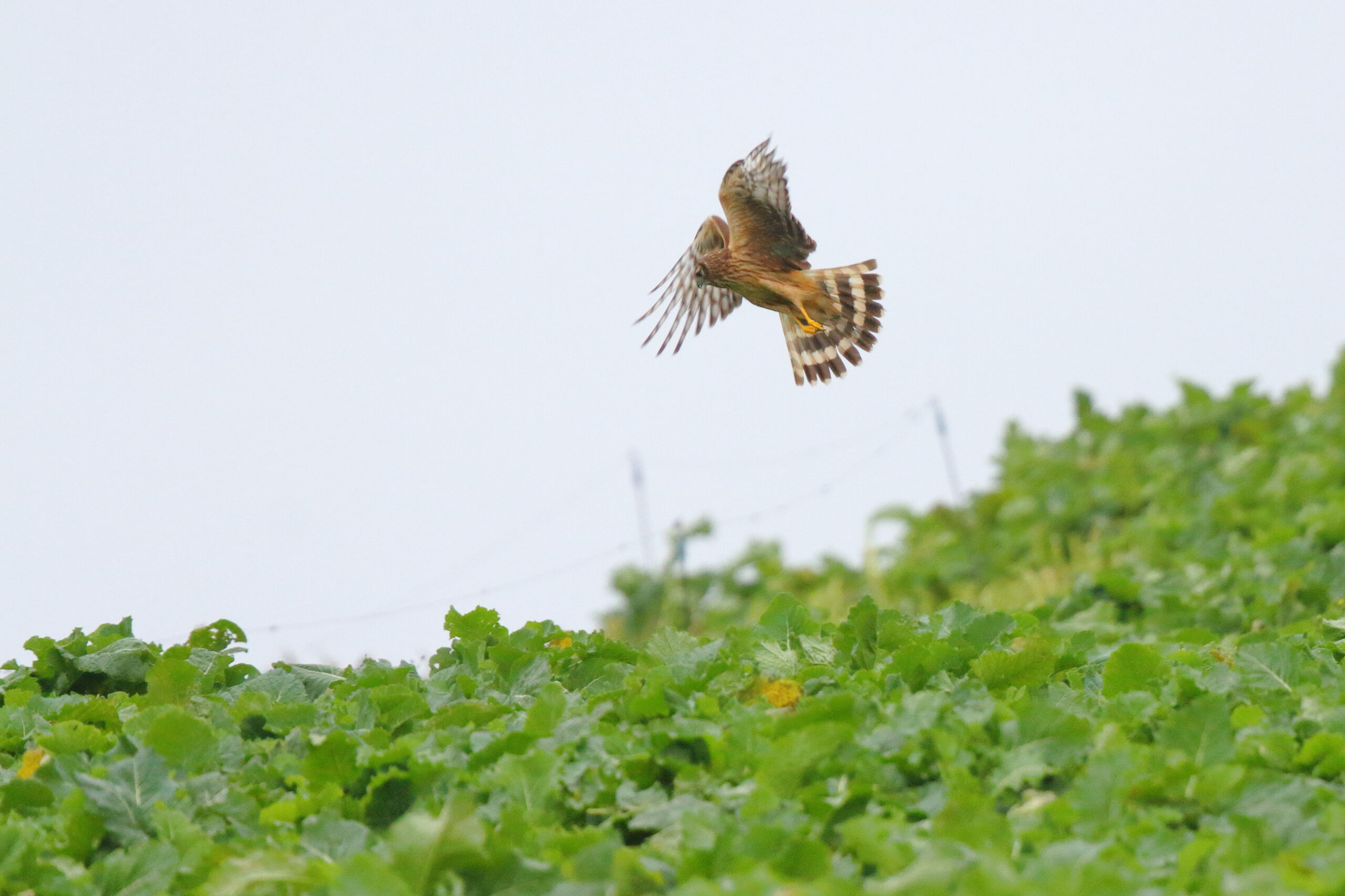 Hen Harrier. Isle of Man, December 2016 © Neil G. Morris.