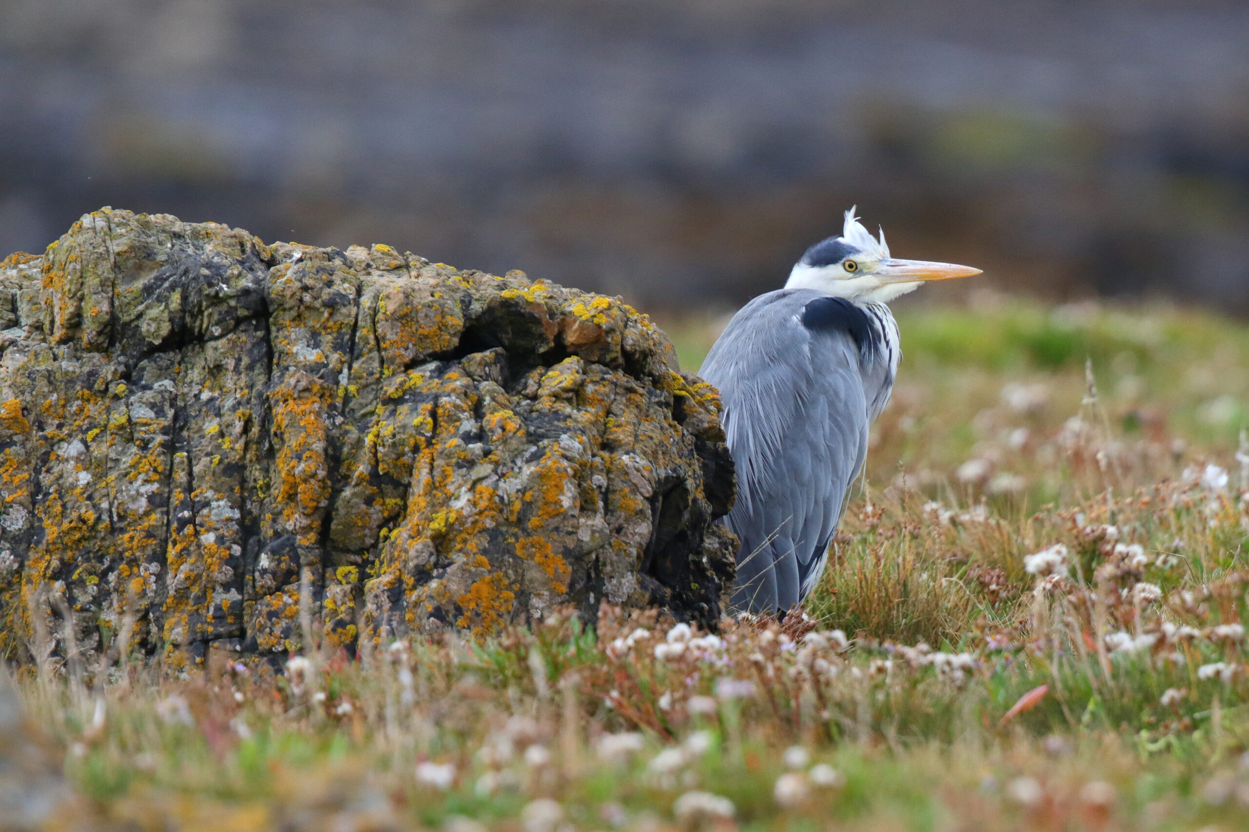 Grey Heron. Isle of Man, September 2015 © Neil G. Morris.