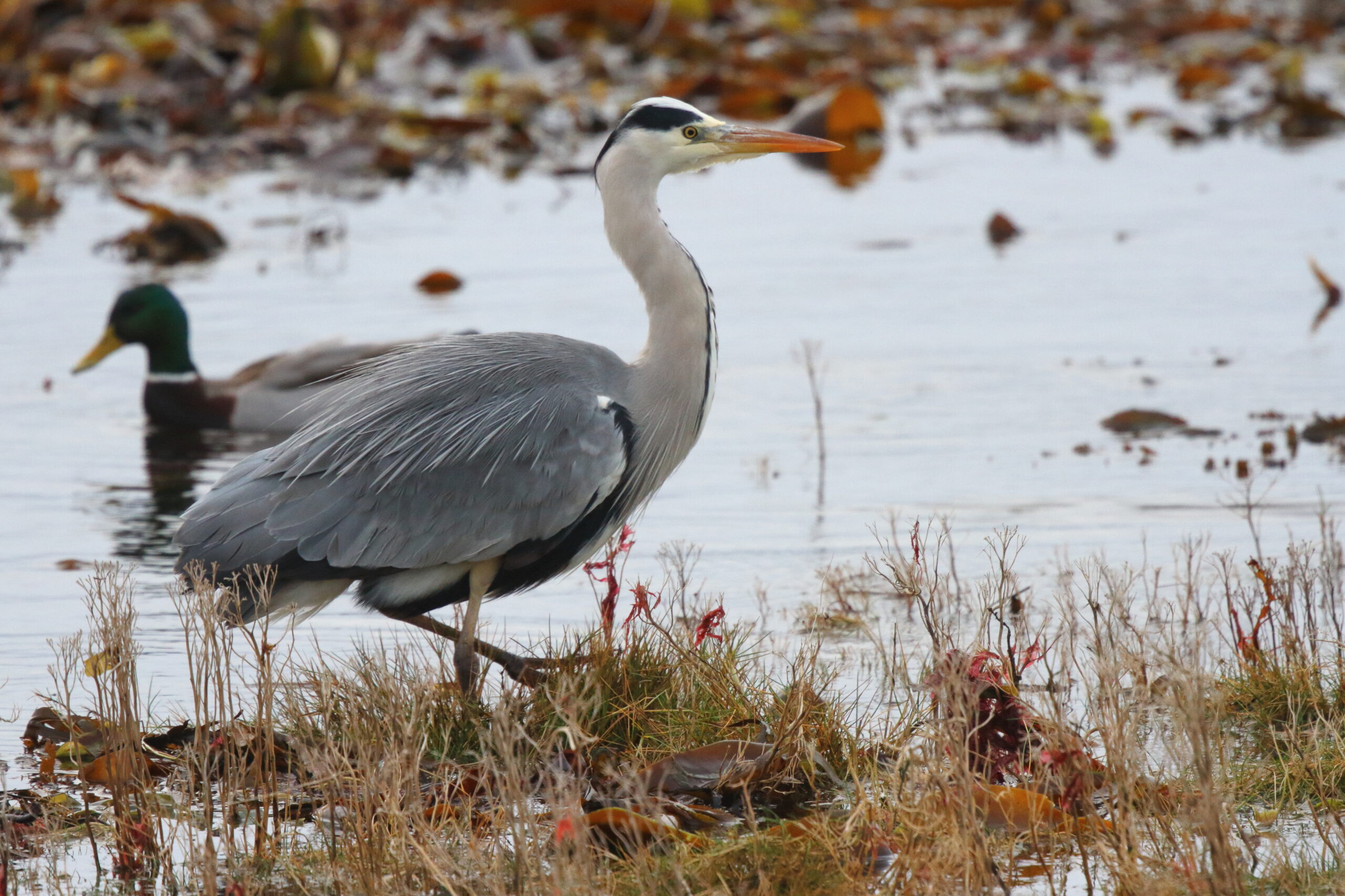 Grey Heron. Isle of Man, November 2015 © Neil G. Morris.