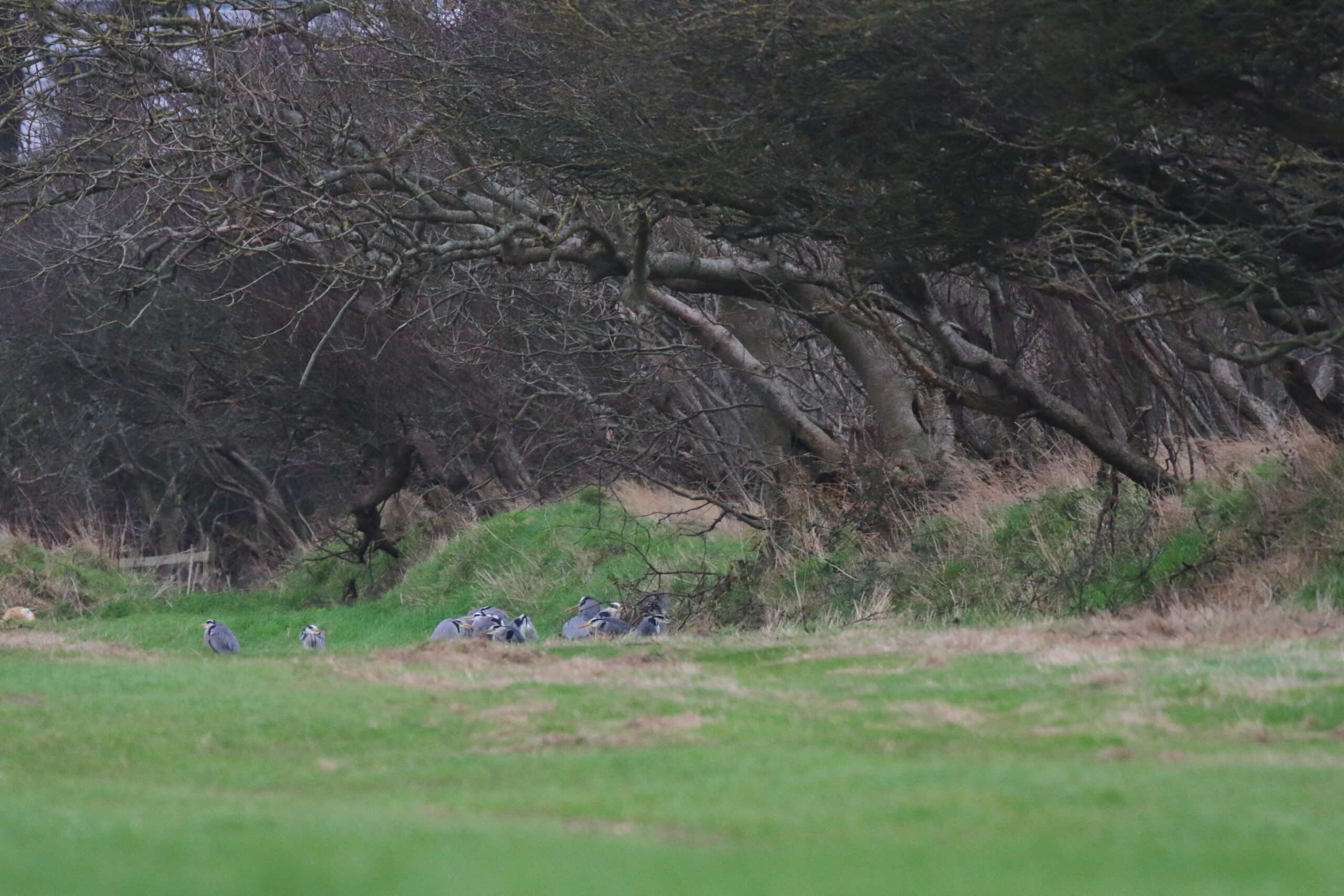 Grey Heron. Isle of Man, December 2015 © Neil G. Morris.