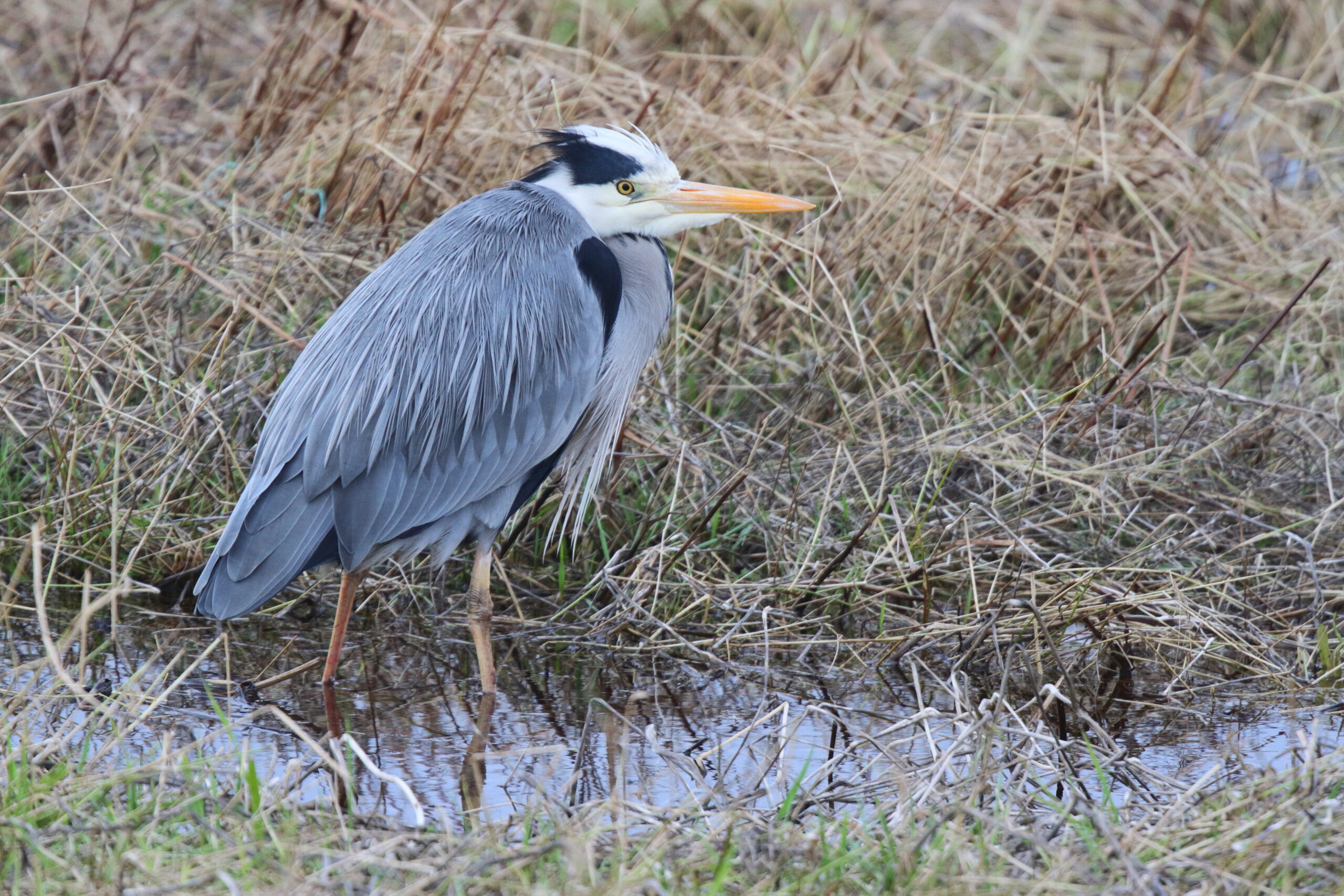 Grey Heron. Isle of Man, January 2016 © Neil G. Morris.
